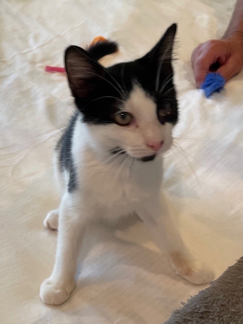 Enlarge BooBoo, a Adoptable mixed breed in Tifton, GA image 4/12