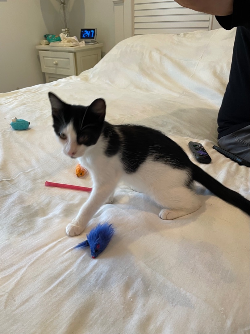 Enlarge BooBoo, a Adoptable mixed breed in Tifton, GA image 5/12