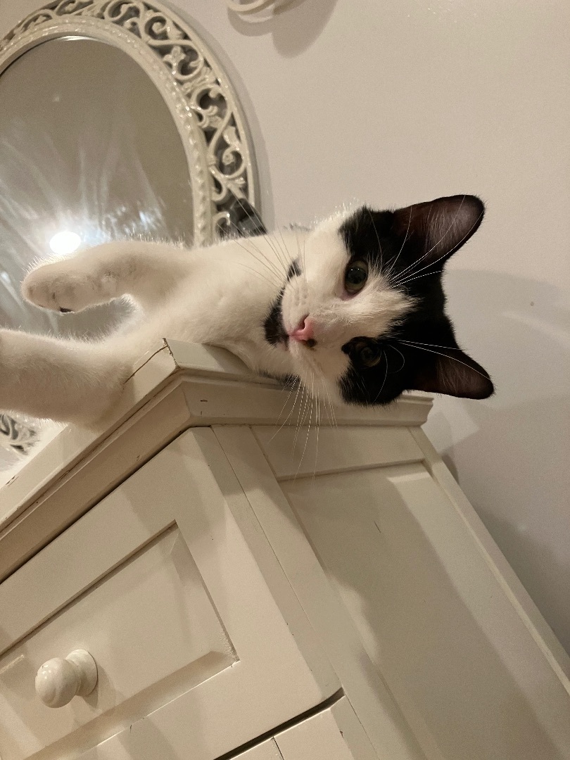 Enlarge BooBoo, a Adoptable mixed breed in Tifton, GA image 6/12