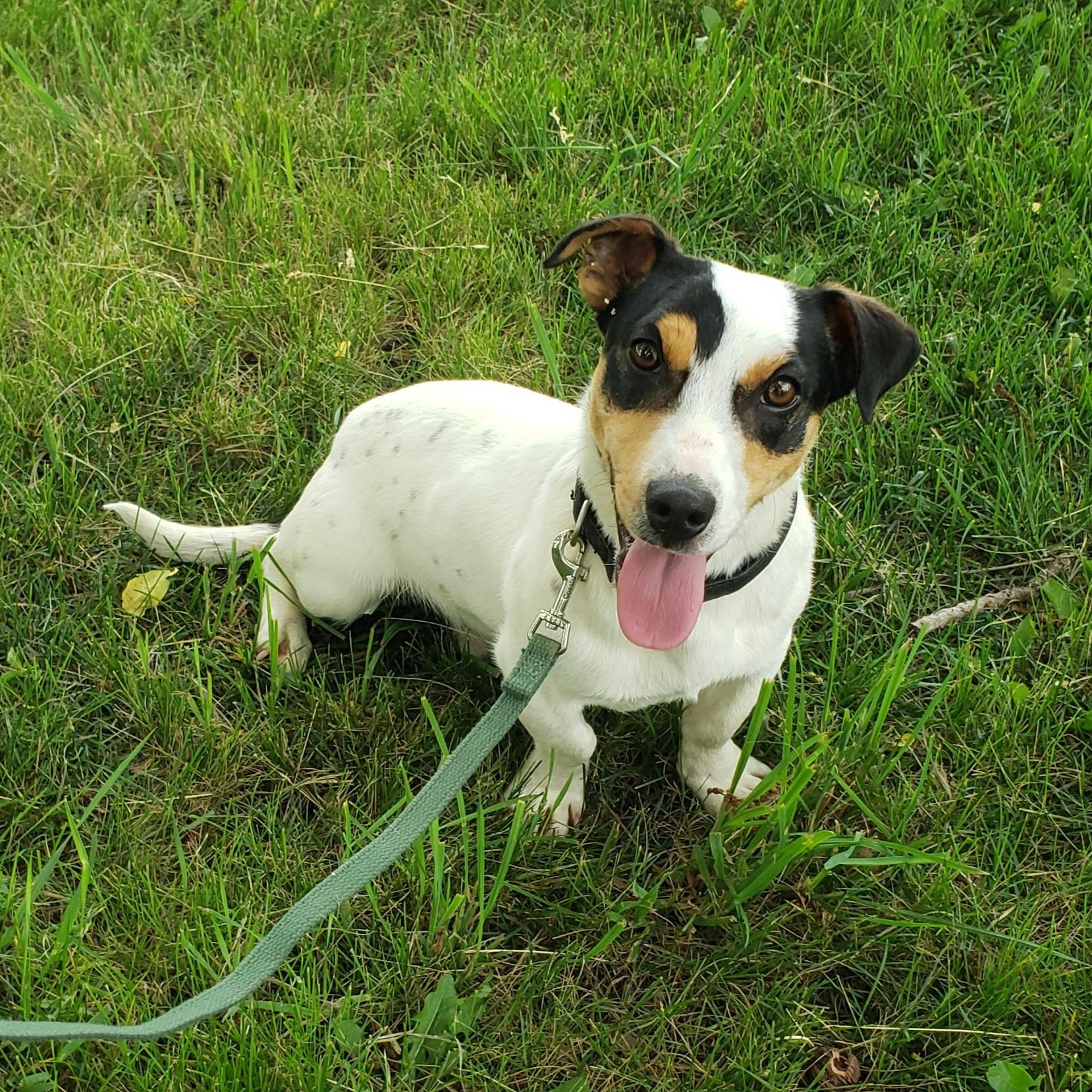 Ajax, adopted, Adult Male Jack Russell Terrier & Corgi.