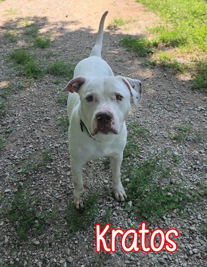 Kratos, Adoptable, Adult Male Pit Bull Terrier.