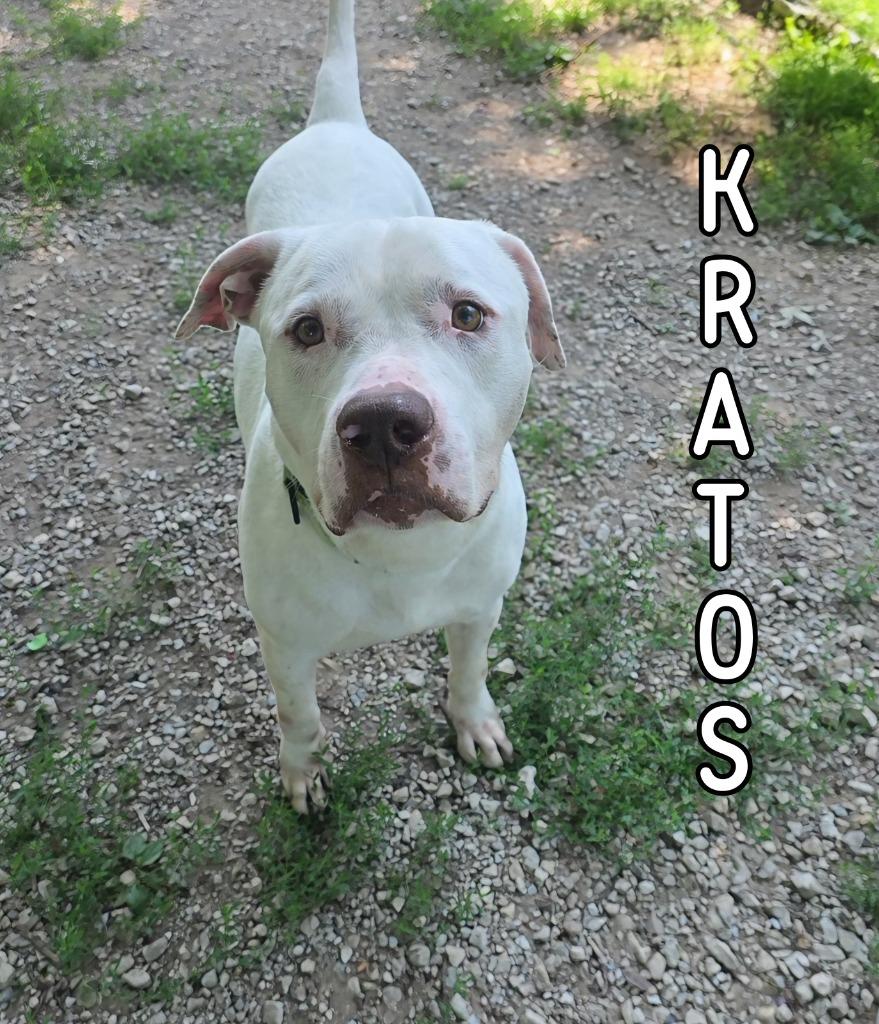 Enlarge Kratos, a Adoptable Pit Bull Terrier in Port Clinton, OH image 2/2