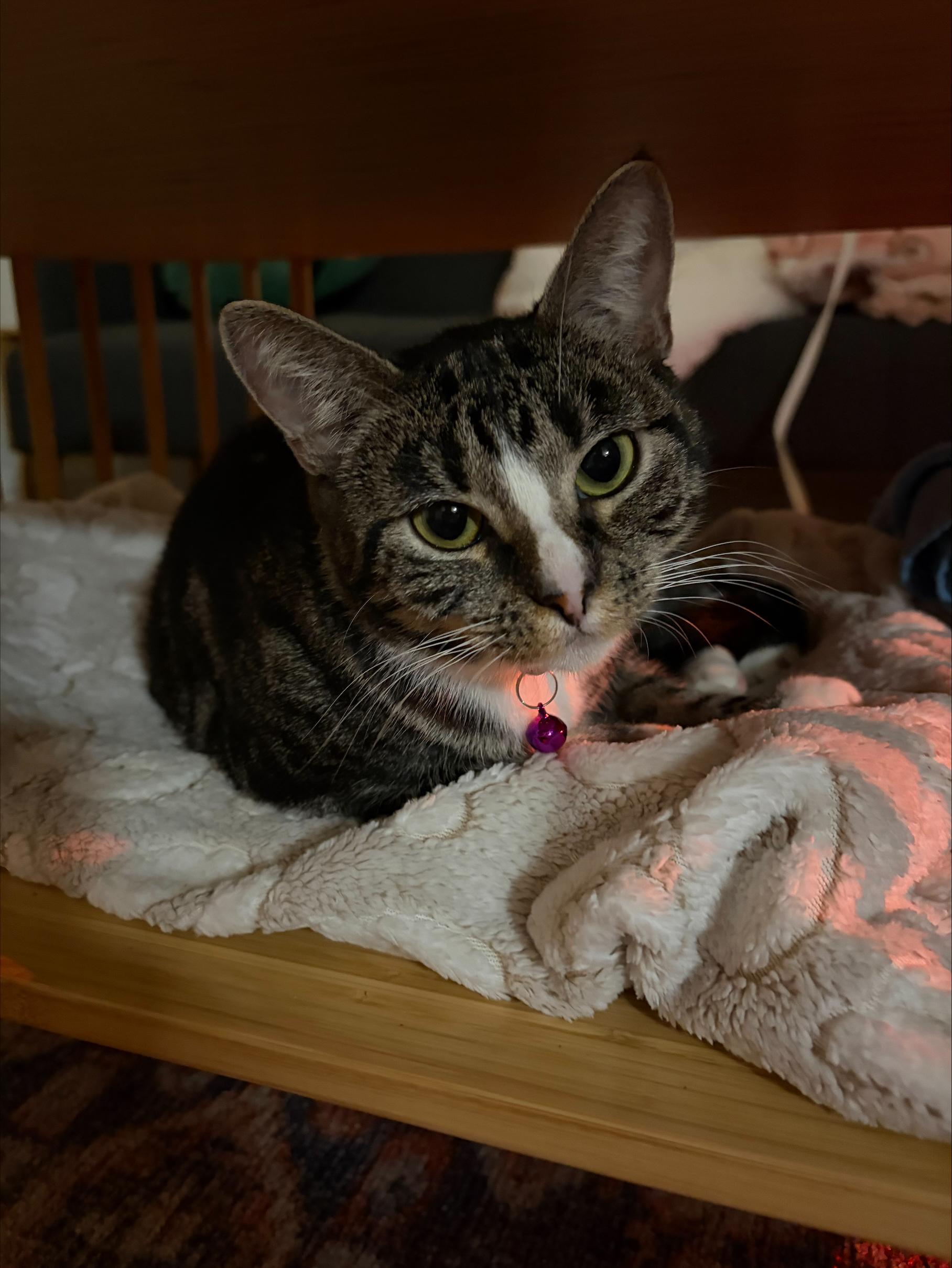Enlarge Leela, a ADOPTABLE Domestic Short Hair in Davis, CA image 3/6