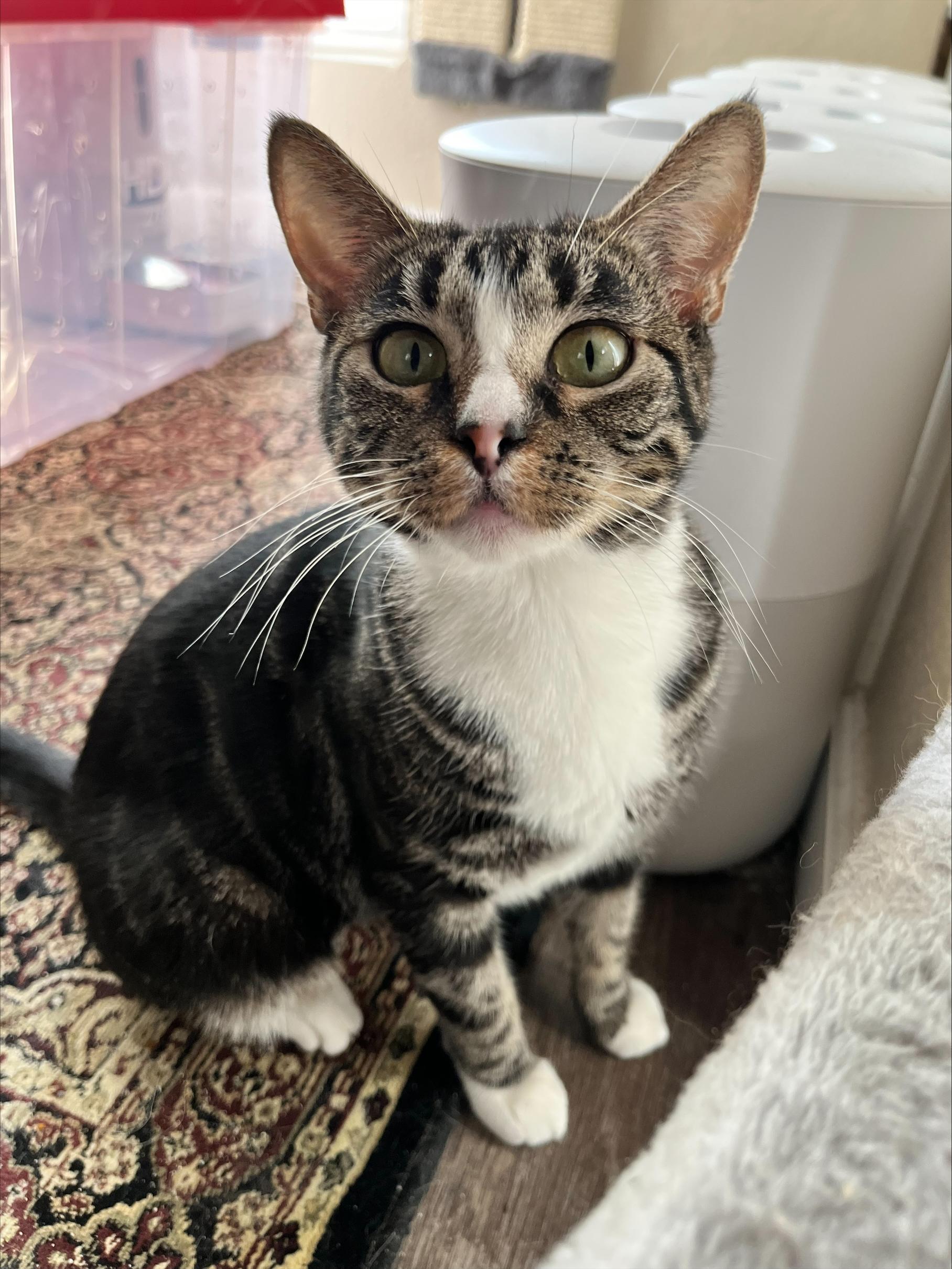 Enlarge Leela, a ADOPTABLE Domestic Short Hair in Davis, CA image 1/6