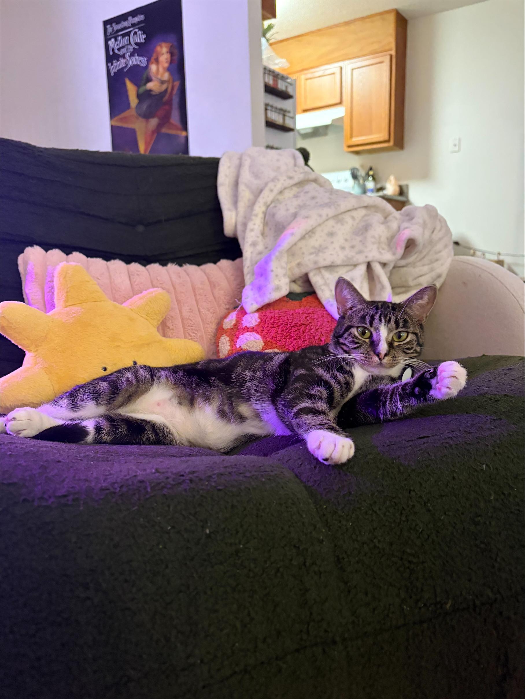 Enlarge Leela, a ADOPTABLE Domestic Short Hair in Davis, CA image 4/6