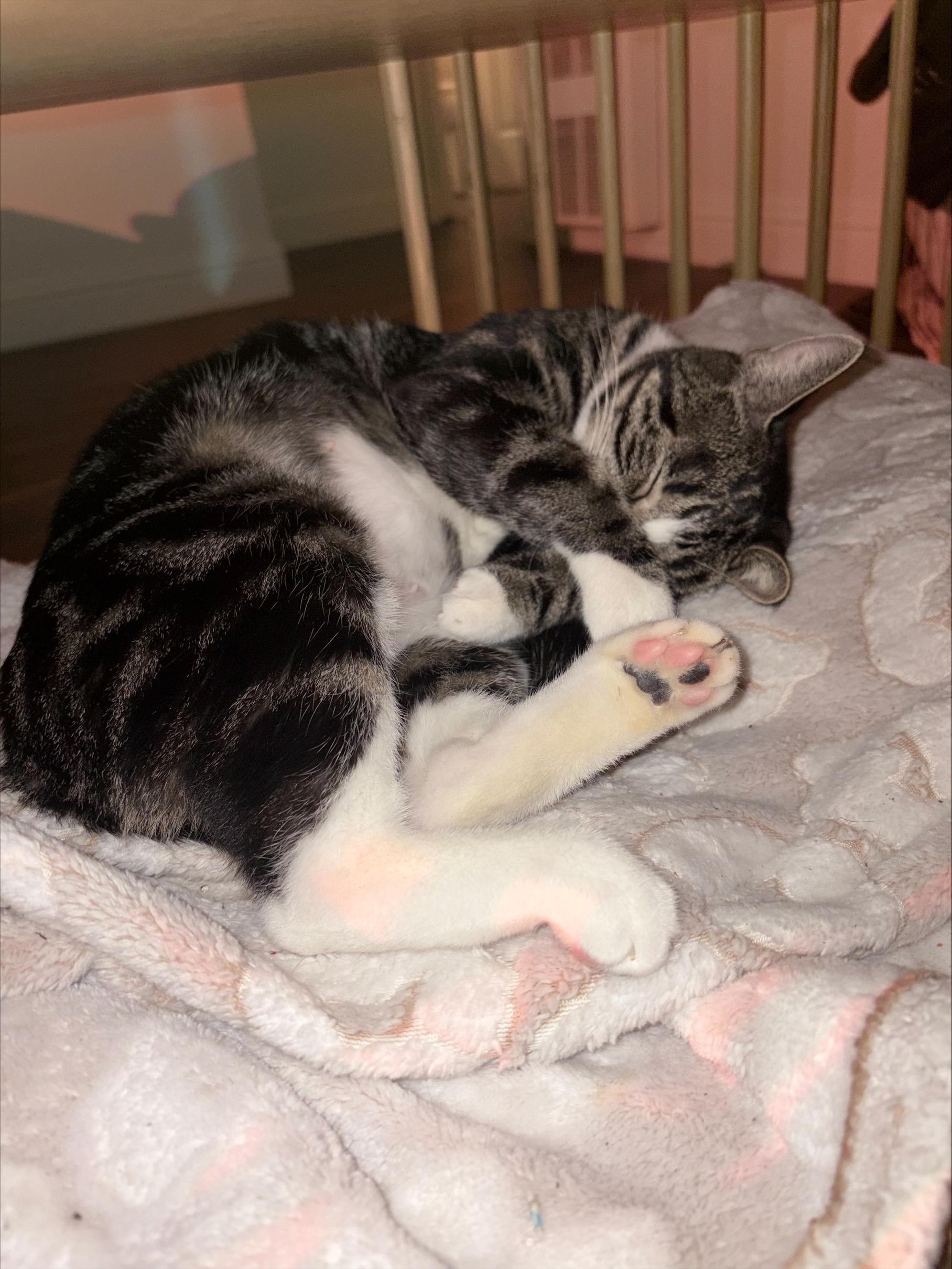 Enlarge Leela, a ADOPTABLE Domestic Short Hair in Davis, CA image 6/6