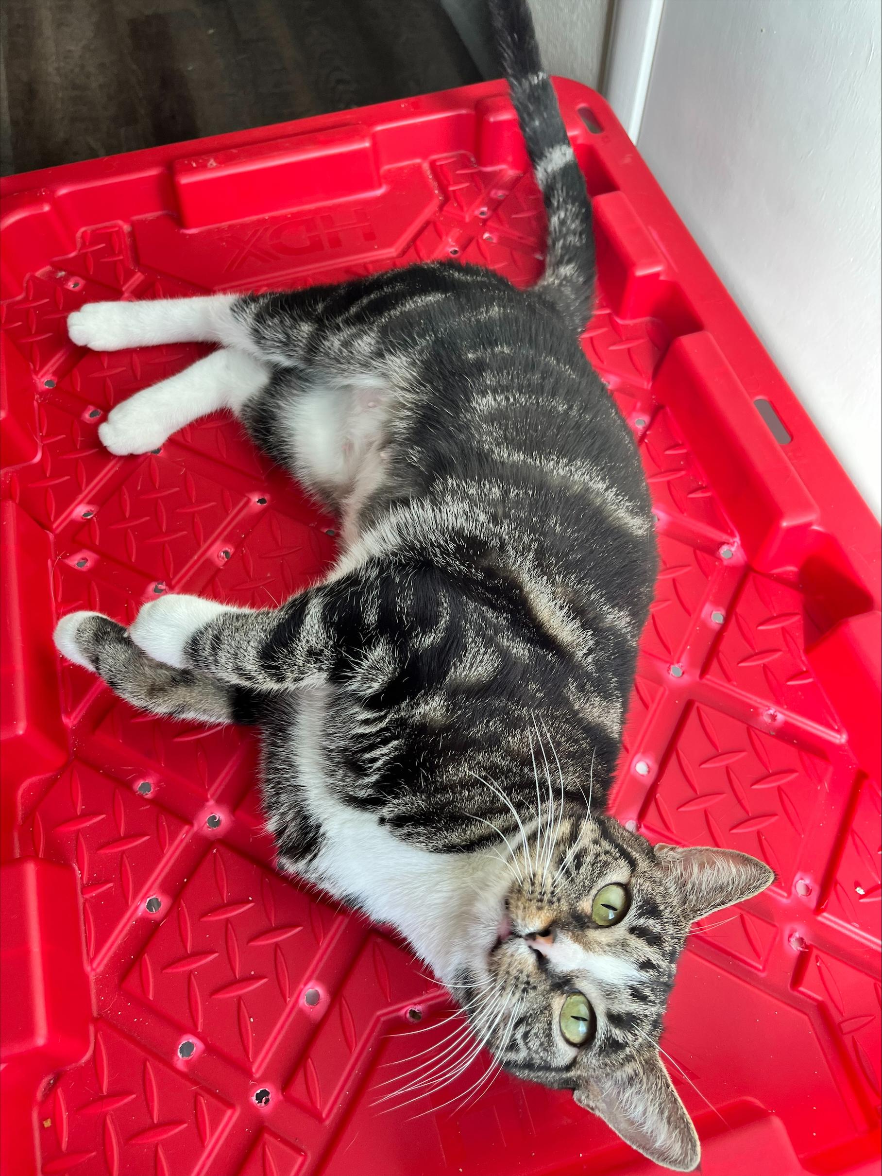 Enlarge Leela, a ADOPTABLE Domestic Short Hair in Davis, CA image 5/6