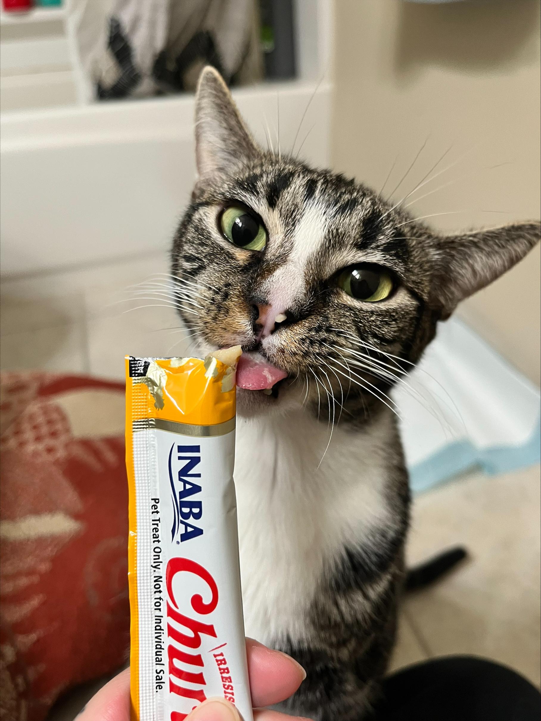 Enlarge Leela, a ADOPTABLE Domestic Short Hair in Davis, CA image 2/6