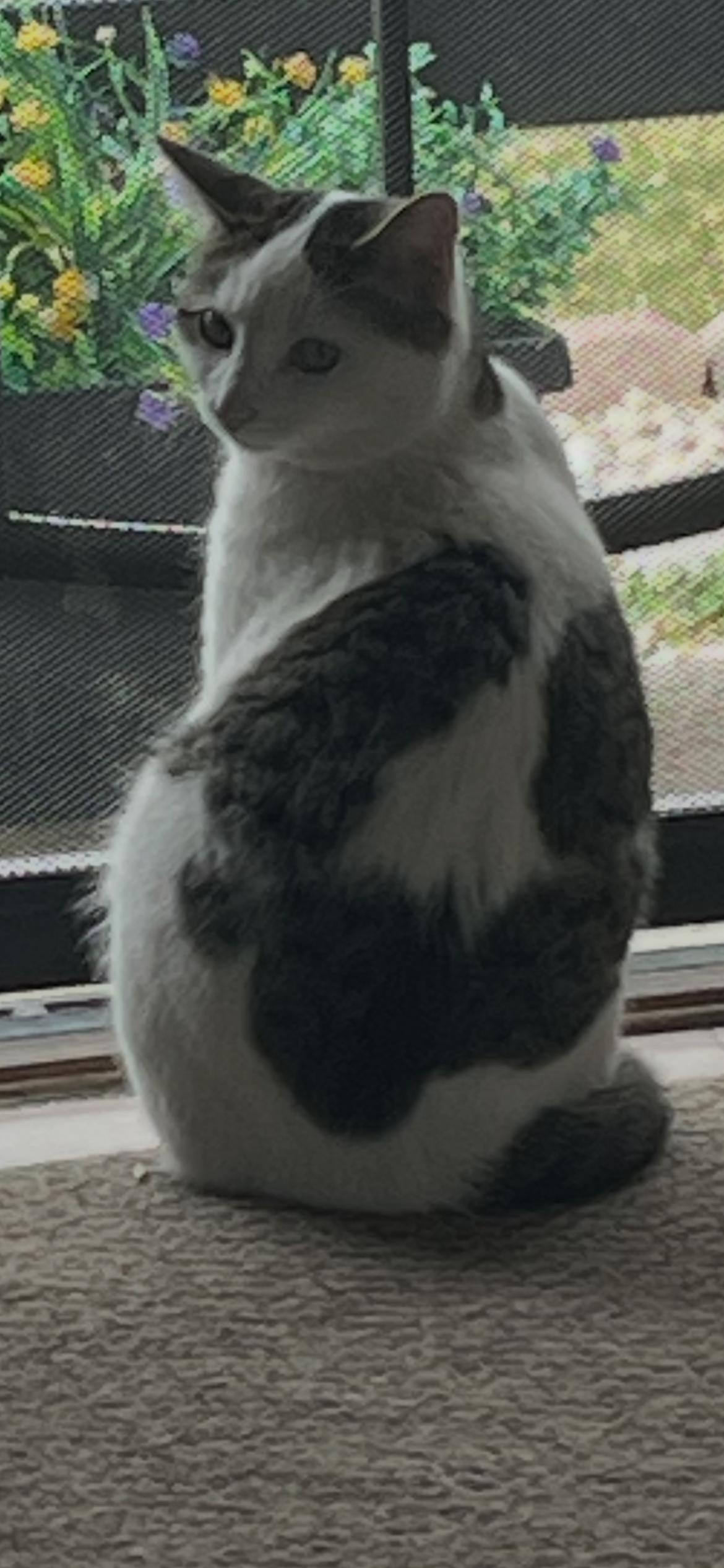 Enlarge Brave Brother Kitty, a ADOPTABLE Domestic Short Hair in Pocatello, ID image 1/1