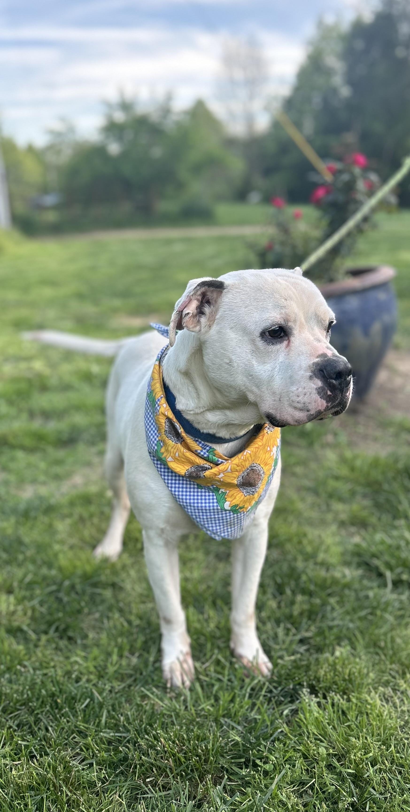 Enlarge Shiro, a Adoptable mixed breed in Scottsville, KY image 1/6