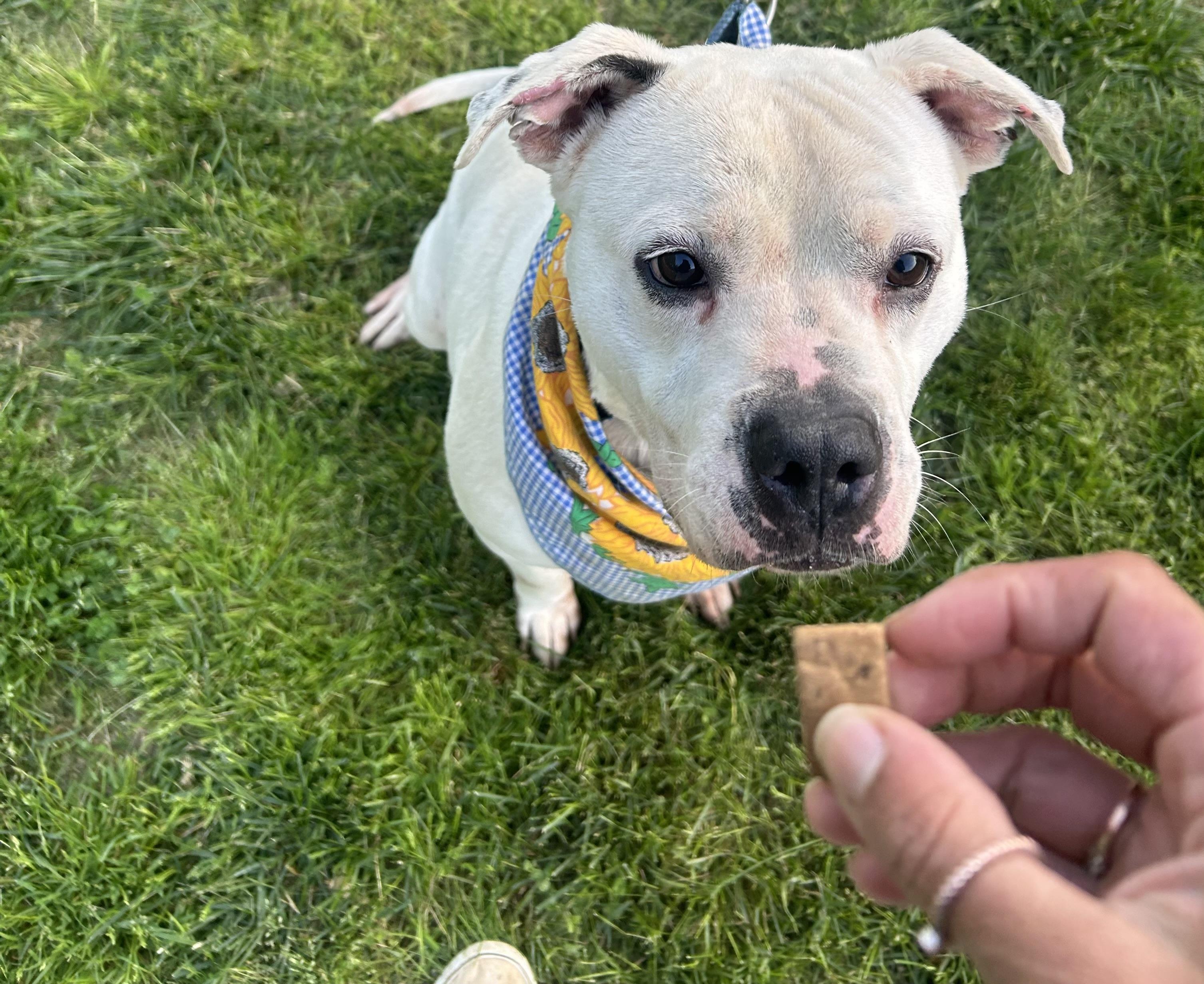 Enlarge Shiro, a Adoptable mixed breed in Scottsville, KY image 2/6