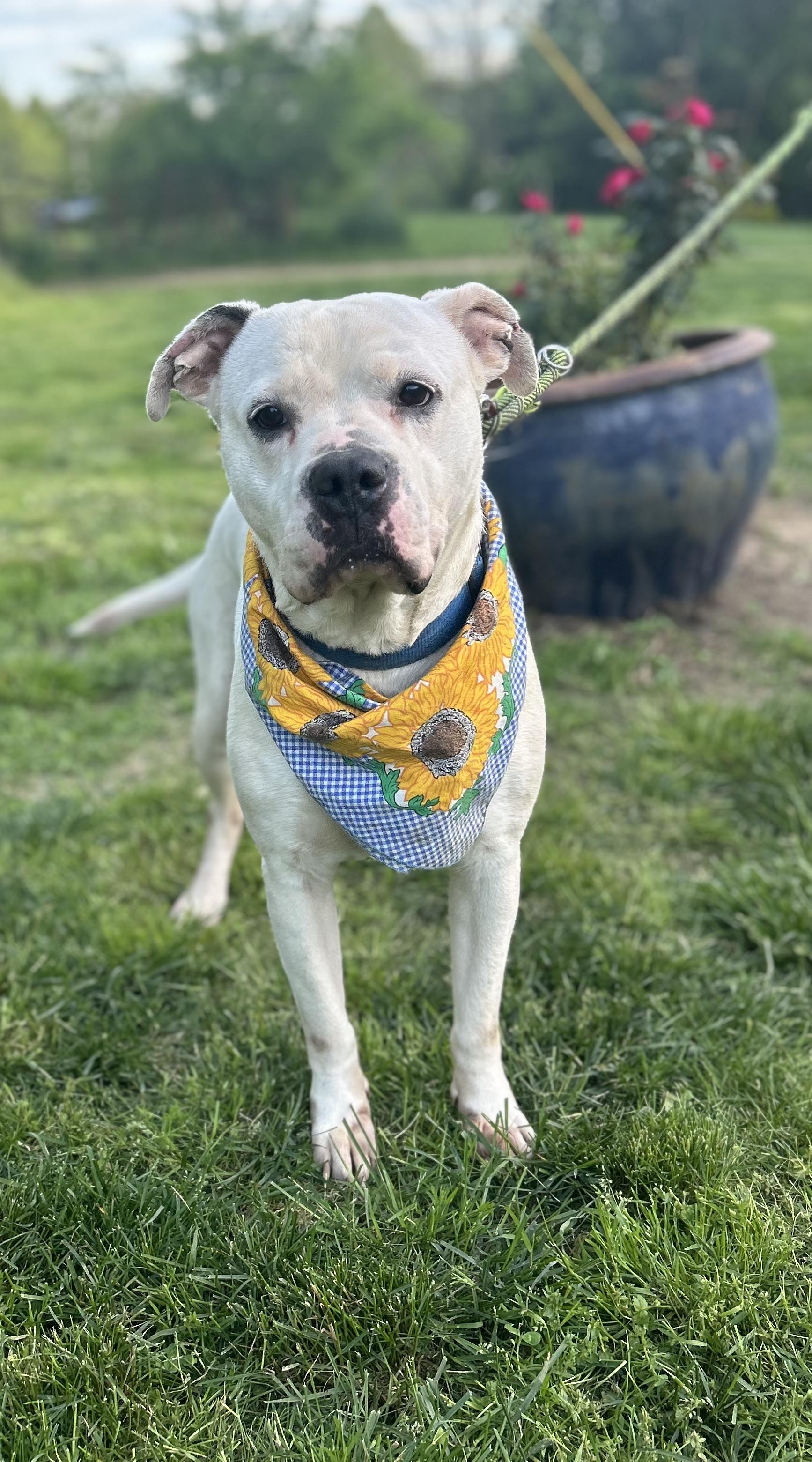 Enlarge Shiro, a Adoptable mixed breed in Scottsville, KY image 3/6