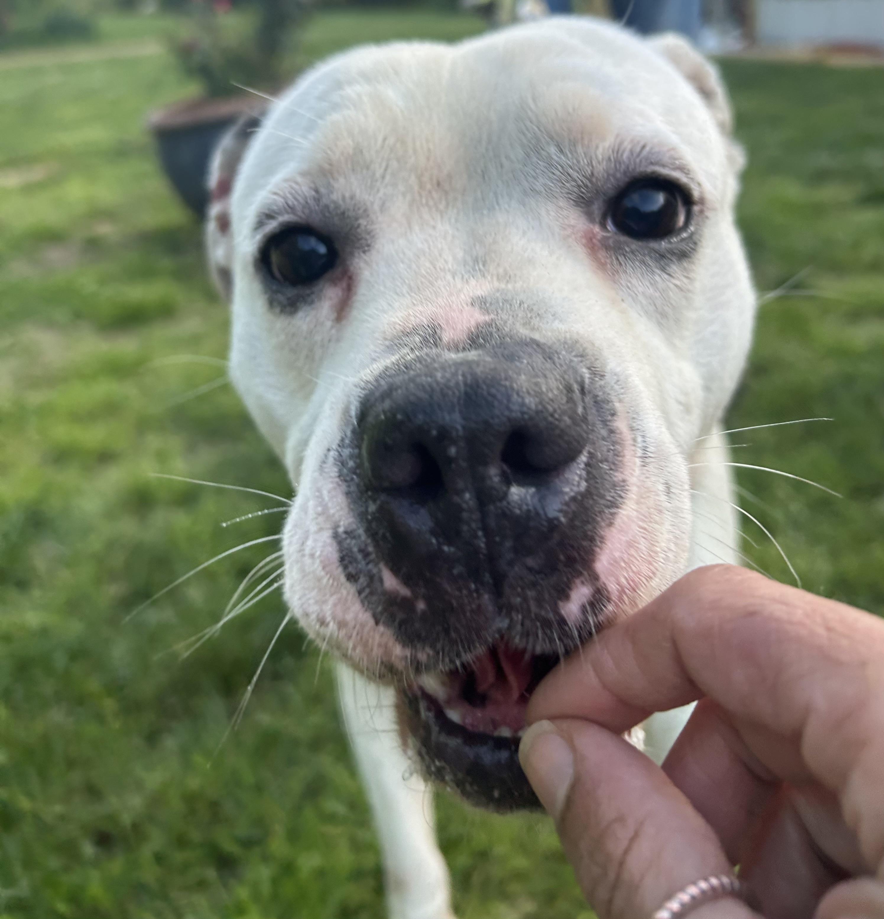 Enlarge Shiro, a Adoptable mixed breed in Scottsville, KY image 4/6