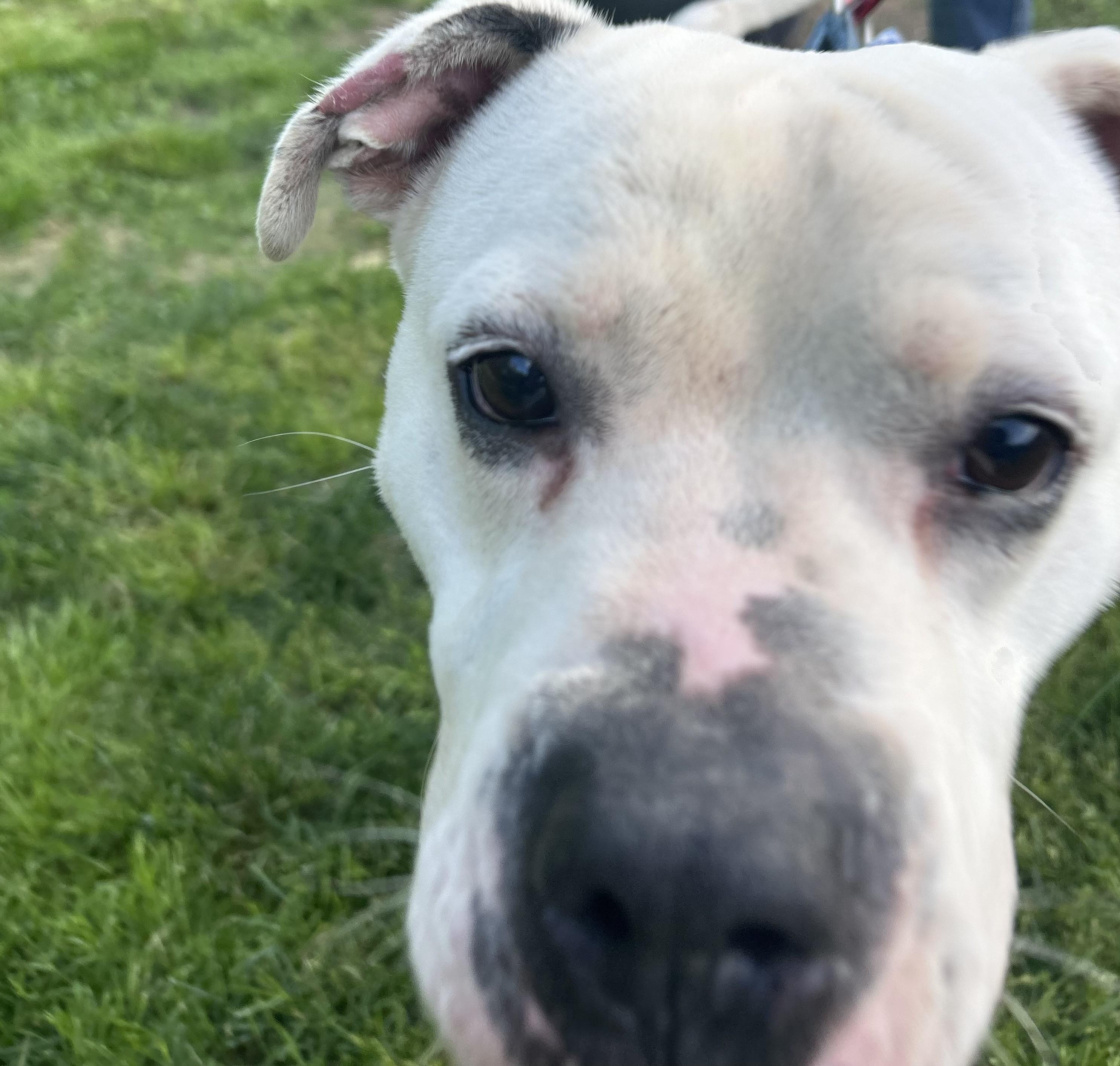 Enlarge Shiro, a Adoptable mixed breed in Scottsville, KY image 5/6