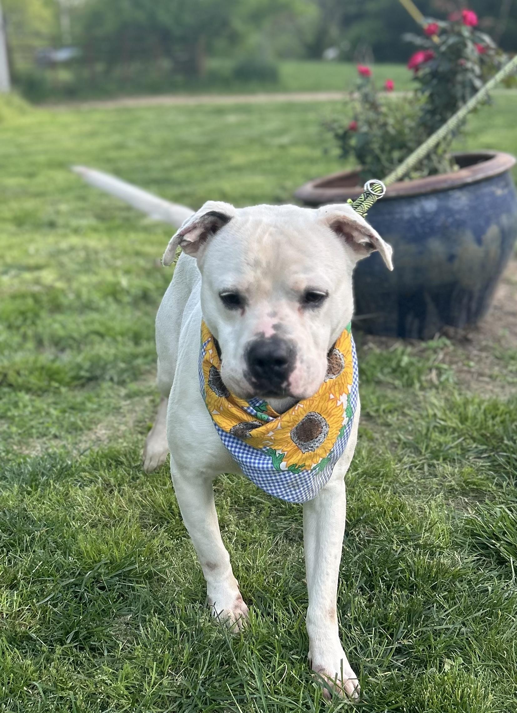 Enlarge Shiro, a Adoptable mixed breed in Scottsville, KY image 6/6