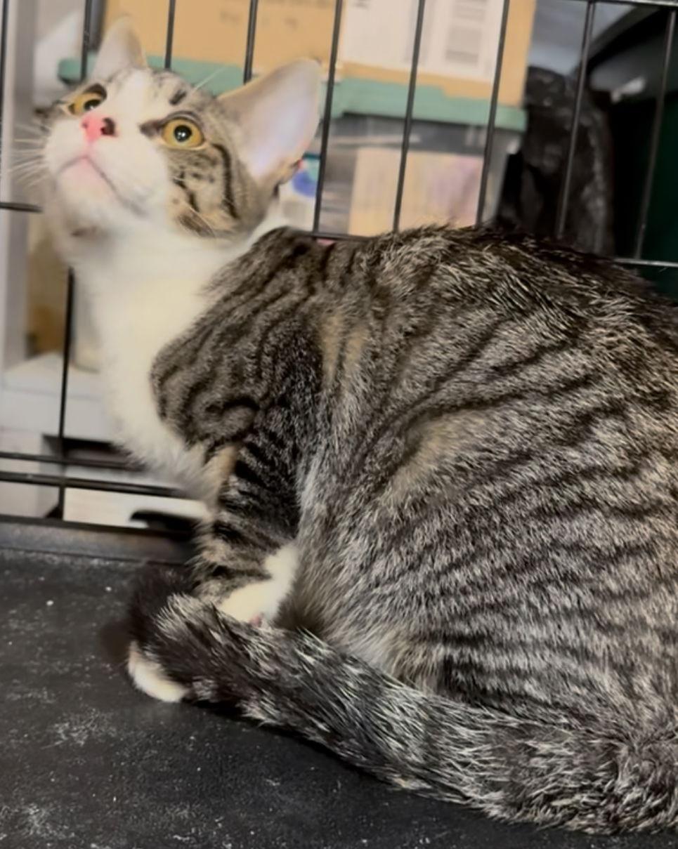 Jinx, Adoptable, Kitten Male Tabby.