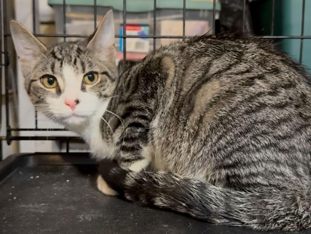 Enlarge Jinx, a Adoptable Tabby in Cuyahoga Falls, OH image 2/3