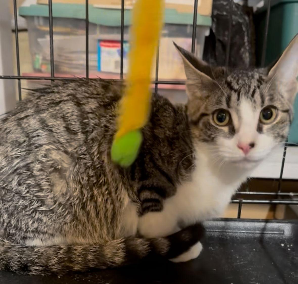 Enlarge Jinx, a Adoptable Tabby in Cuyahoga Falls, OH image 3/3