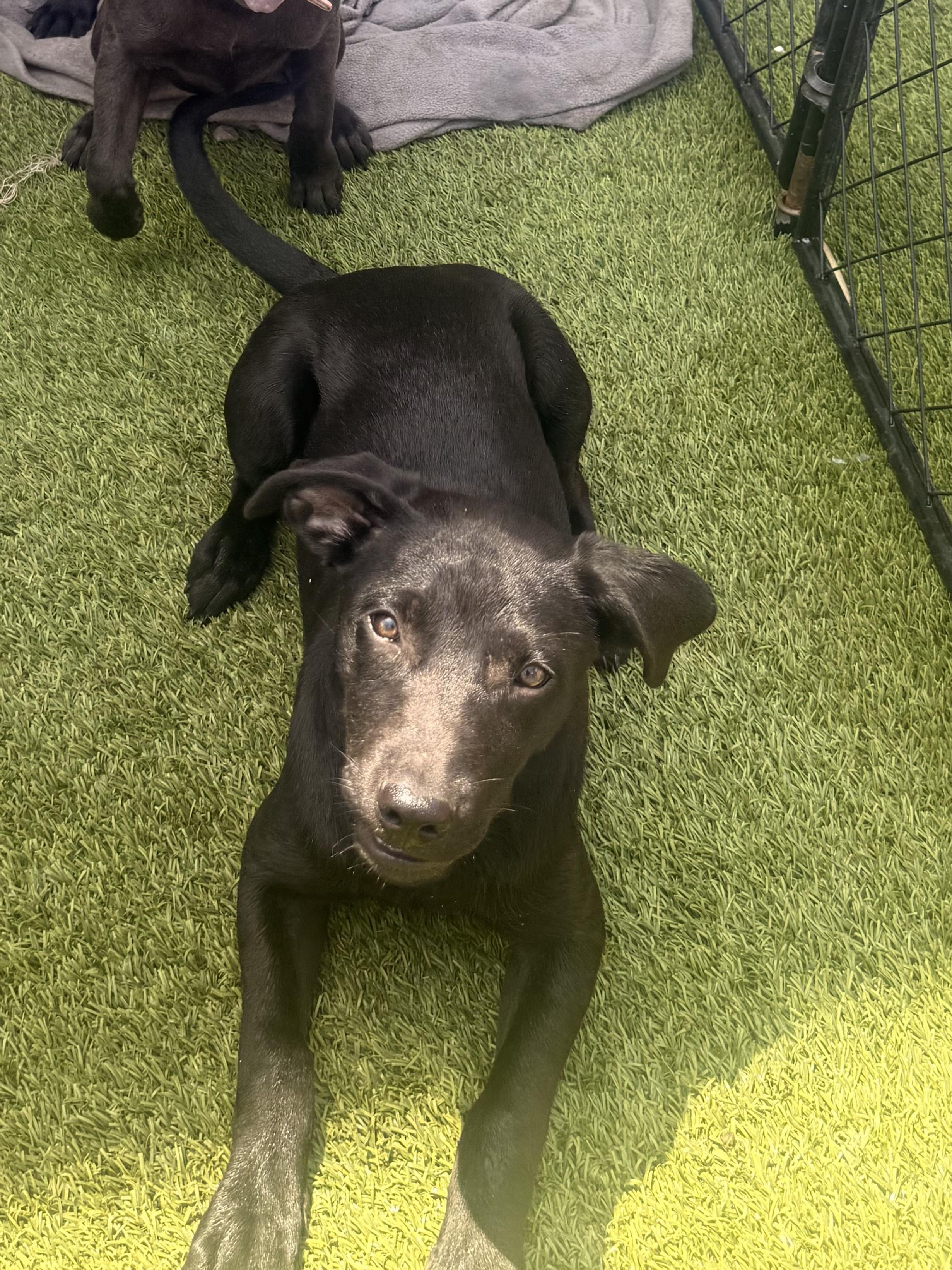 Enlarge Dutchess Dynasty - Good with kids, cats and dogs, a Adoptable mixed breed in Woburn, MA image 2/5