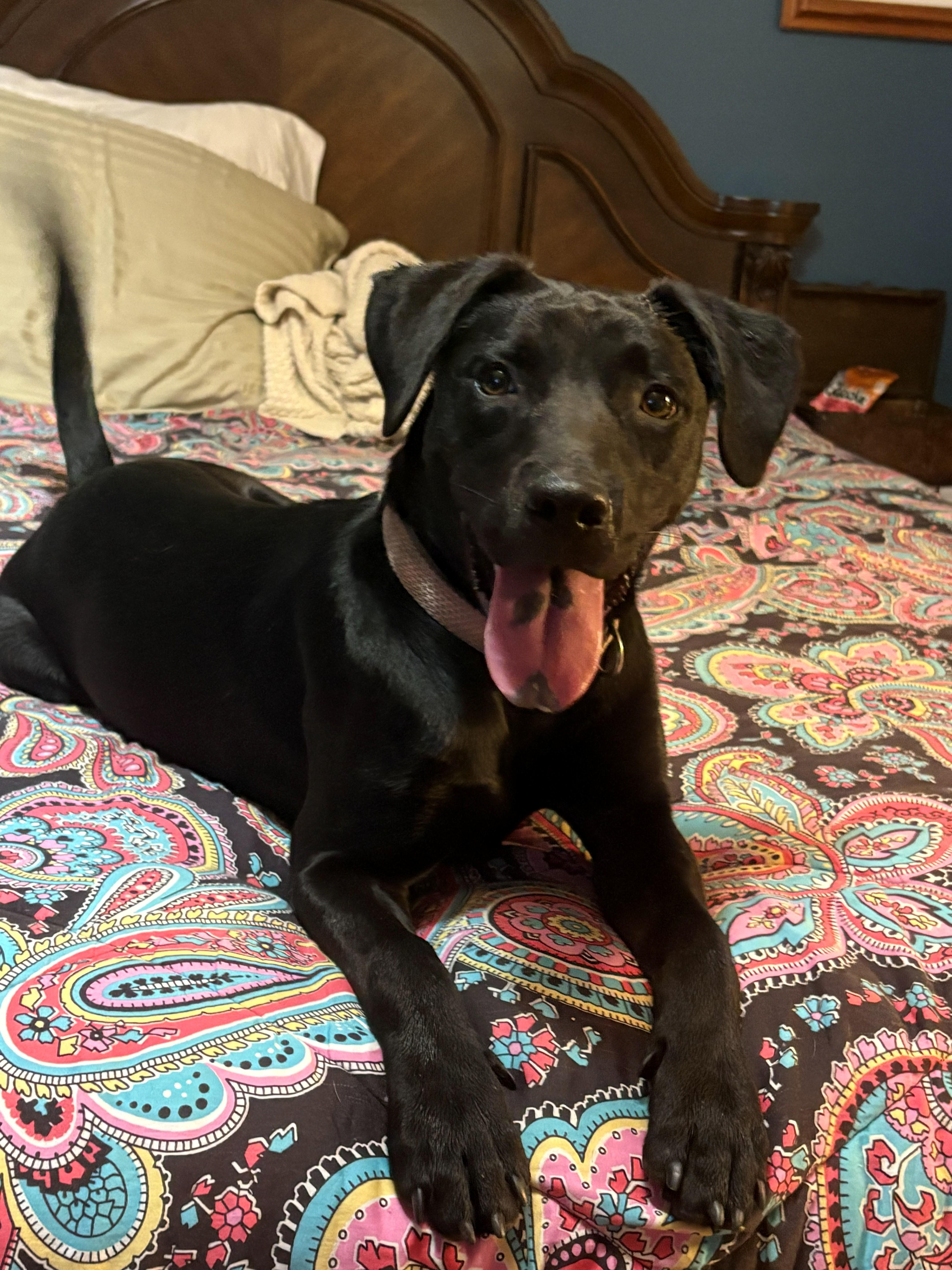 Enlarge Dutchess Dynasty - Good with kids, cats and dogs, a Adoptable mixed breed in Woburn, MA image 1/5