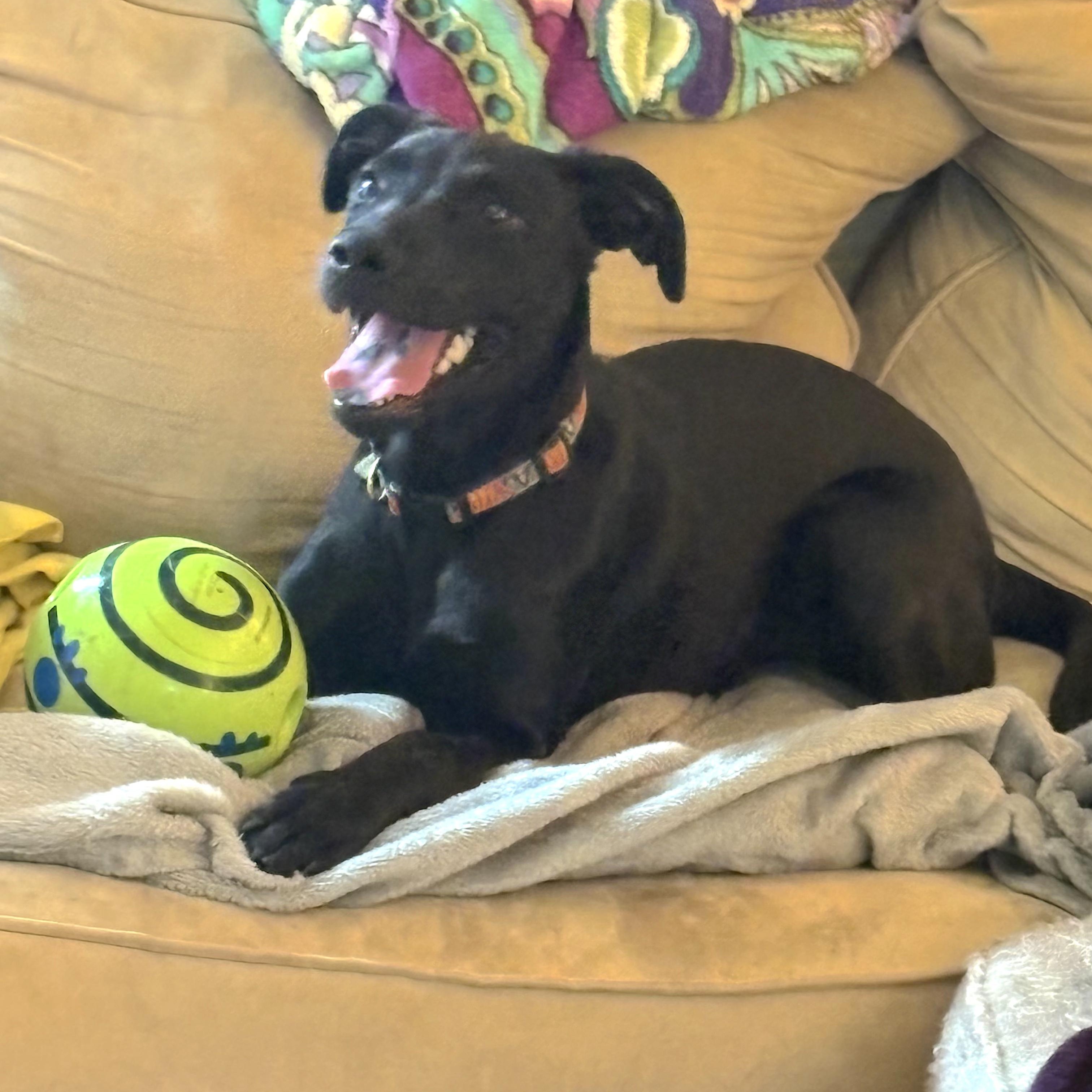 Enlarge Dutchess Dynasty - Good with kids, cats and dogs, a Adoptable mixed breed in Woburn, MA image 3/5
