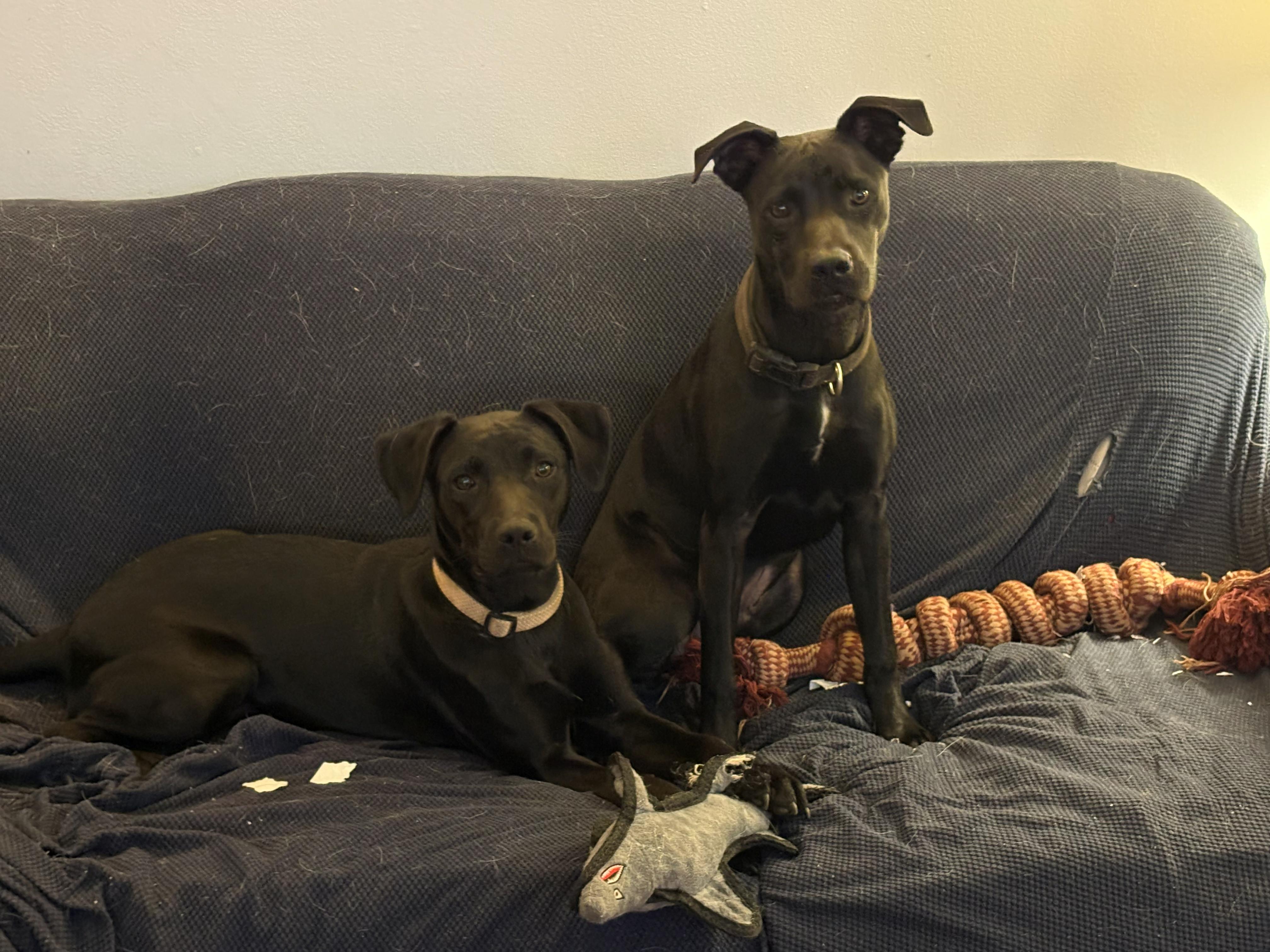 Enlarge Dutchess Dynasty - Good with kids, cats and dogs, a Adoptable mixed breed in Woburn, MA image 5/5