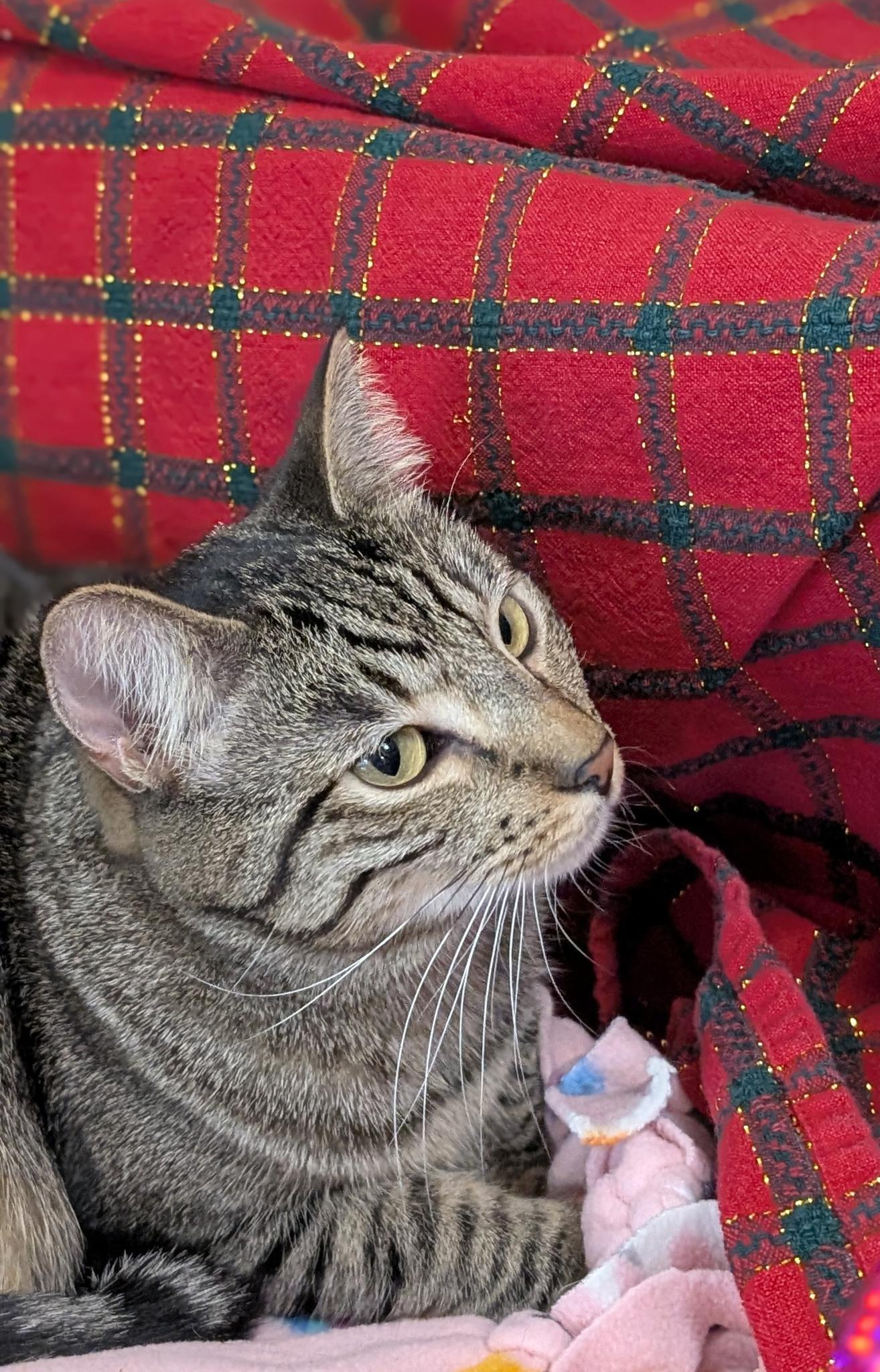 Della (bonded with Dill), ADOPTABLE, Adult Female Domestic Short Hair.