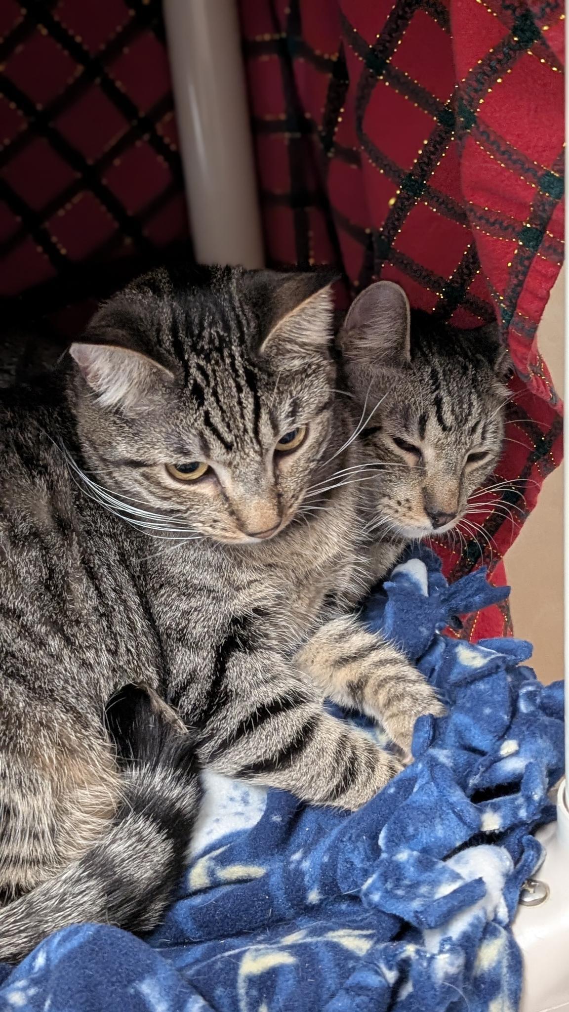 Enlarge Della (bonded with Dill), a ADOPTABLE Domestic Short Hair in Petaluma, CA image 2/6