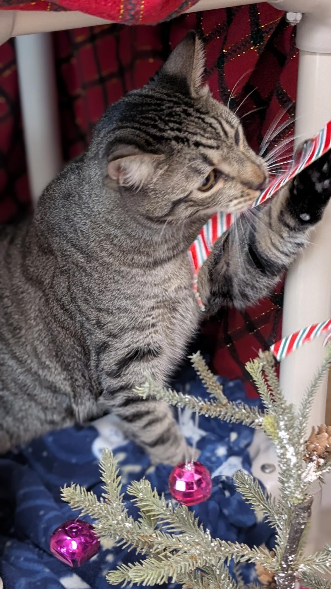 Enlarge Della (bonded with Dill), a ADOPTABLE Domestic Short Hair in Petaluma, CA image 3/6