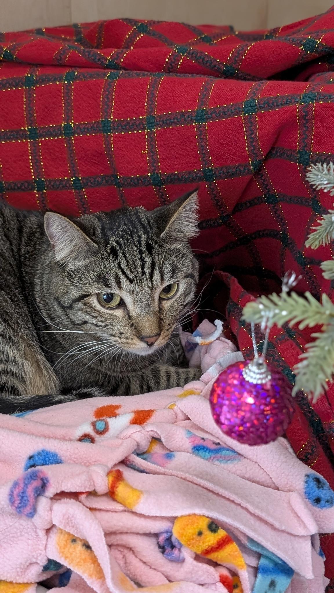 Enlarge Della (bonded with Dill), a ADOPTABLE Domestic Short Hair in Petaluma, CA image 4/6