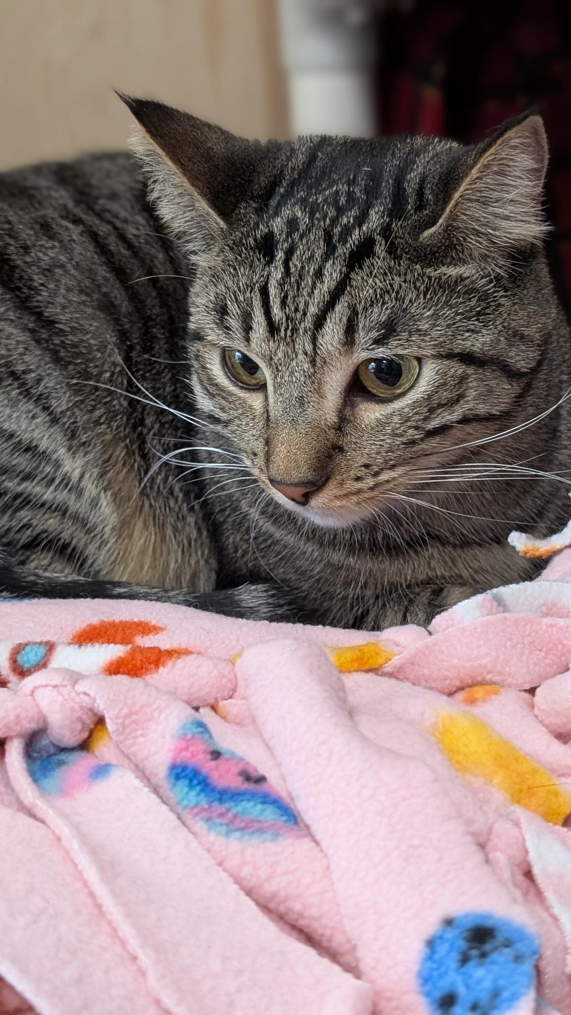 Enlarge Della (bonded with Dill), a ADOPTABLE Domestic Short Hair in Petaluma, CA image 5/6