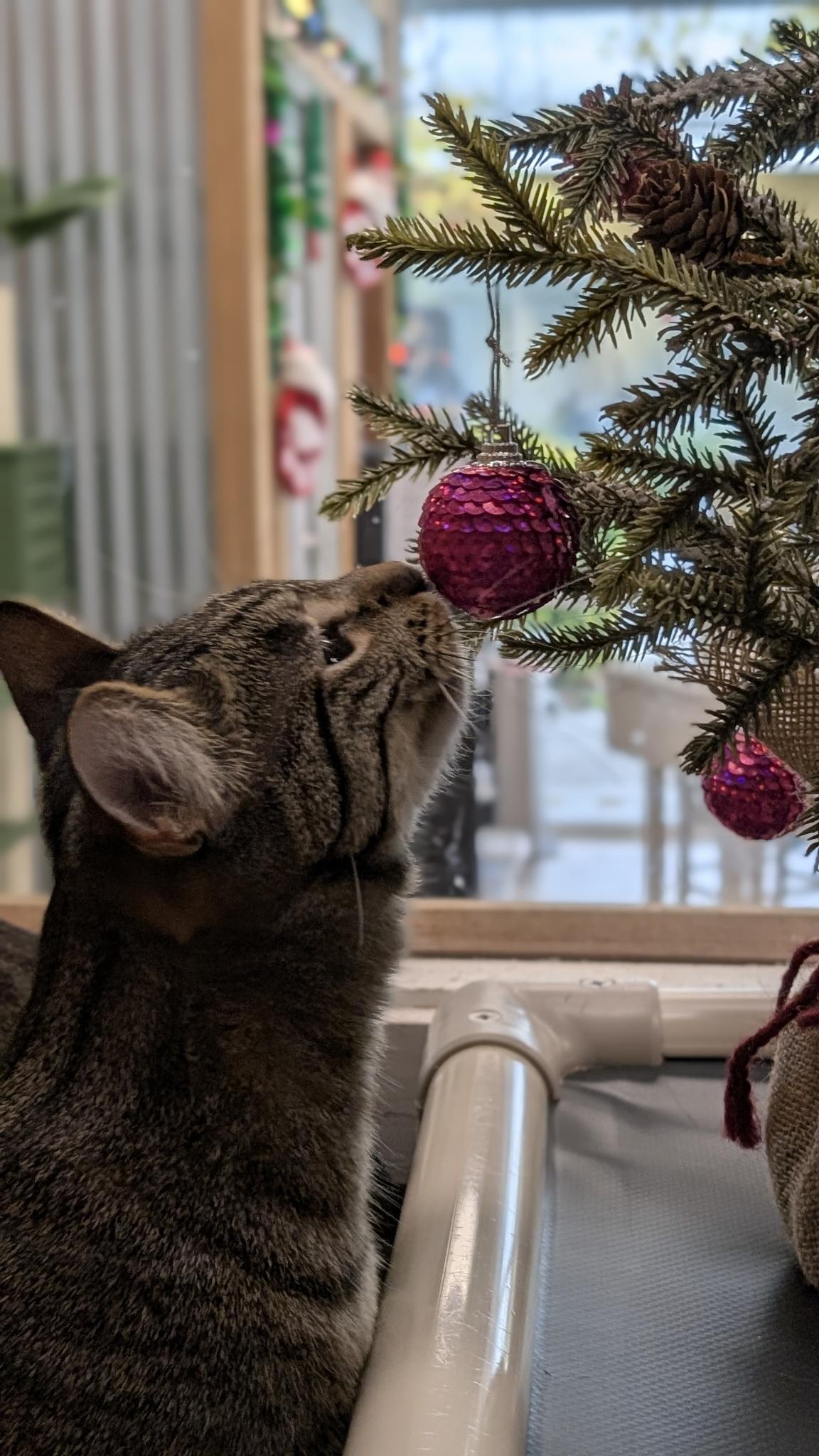 Enlarge Della (bonded with Dill), a ADOPTABLE Domestic Short Hair in Petaluma, CA image 6/6