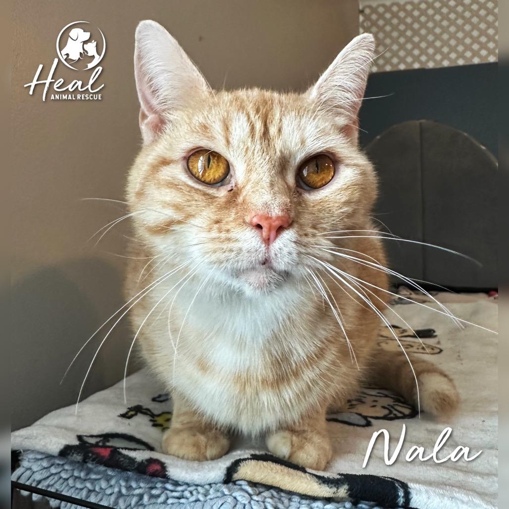 Nala, Adoptable, Adult Female Domestic Short Hair.