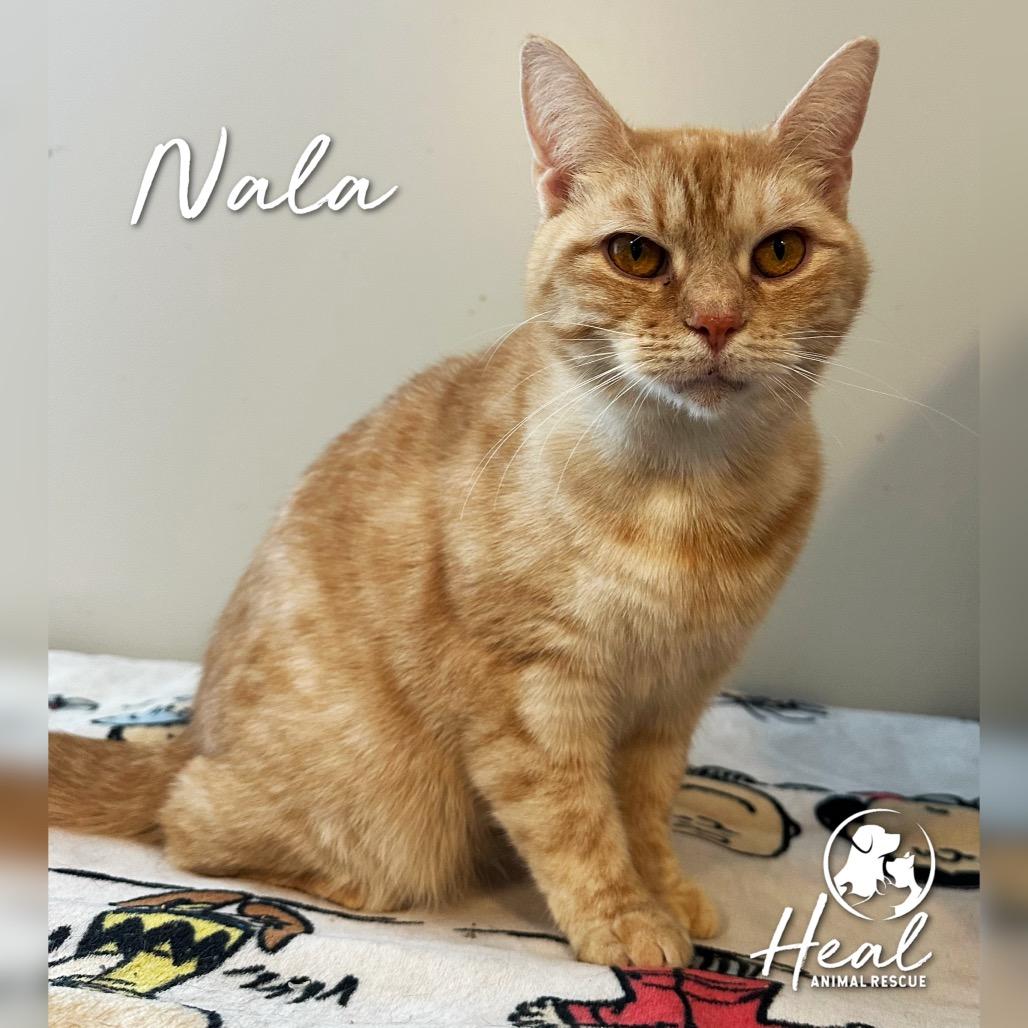 Nala, a Adoptable Domestic Short Hair in Youngwood, PA image 2/3