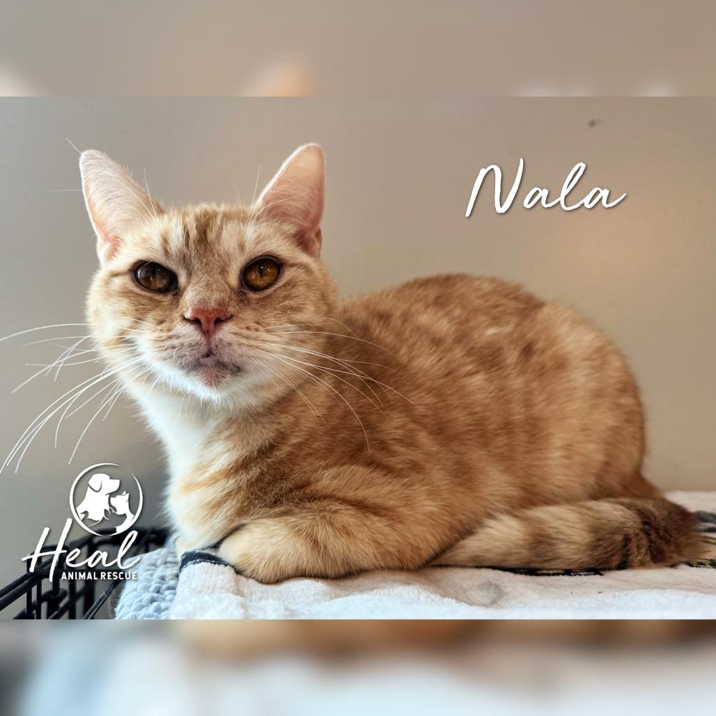 Nala, a Adoptable Domestic Short Hair in Youngwood, PA image 3/3