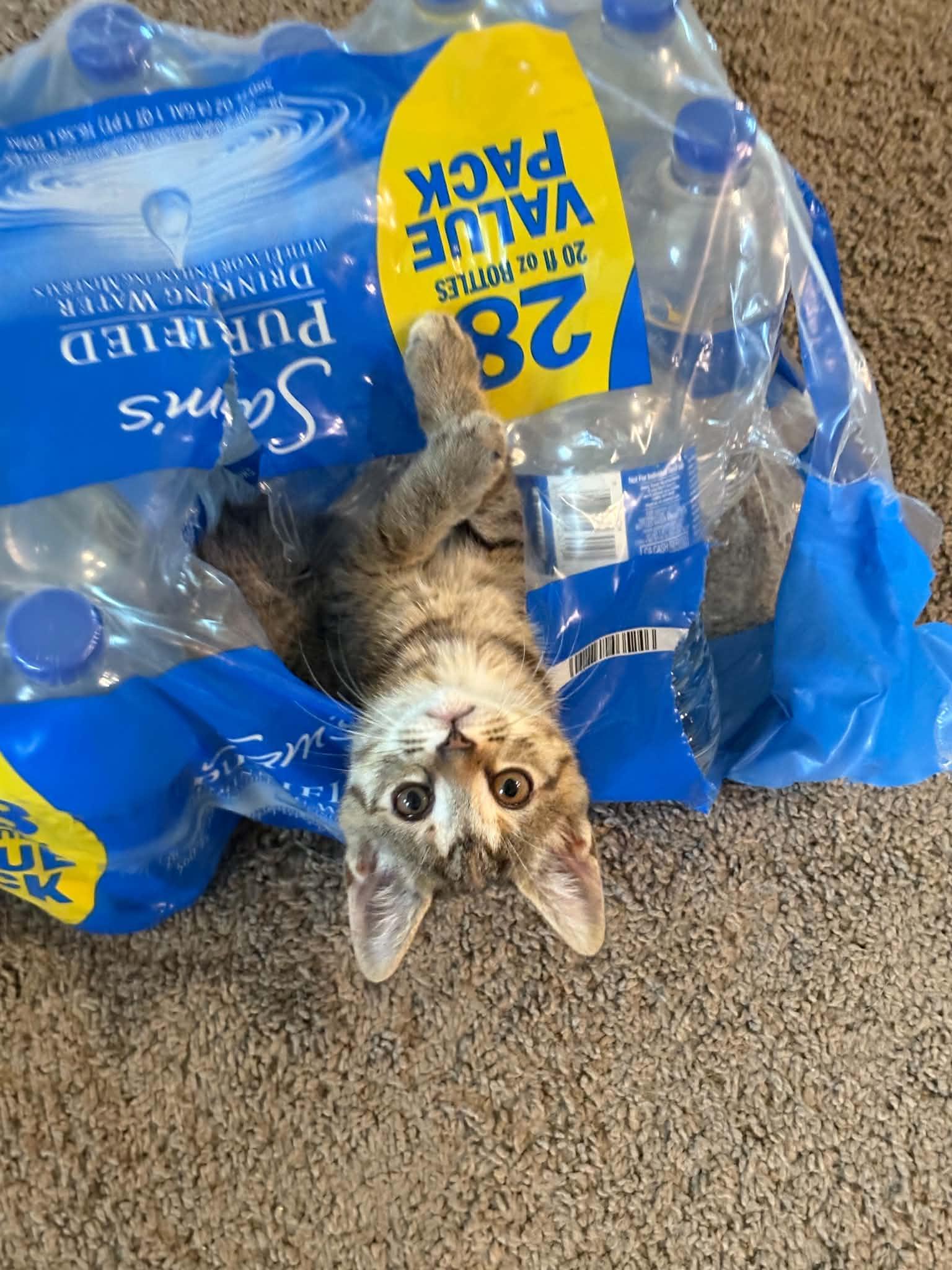 Enlarge Biscuit, a Adoptable Domestic Short Hair in Morganton, NC image 1/3