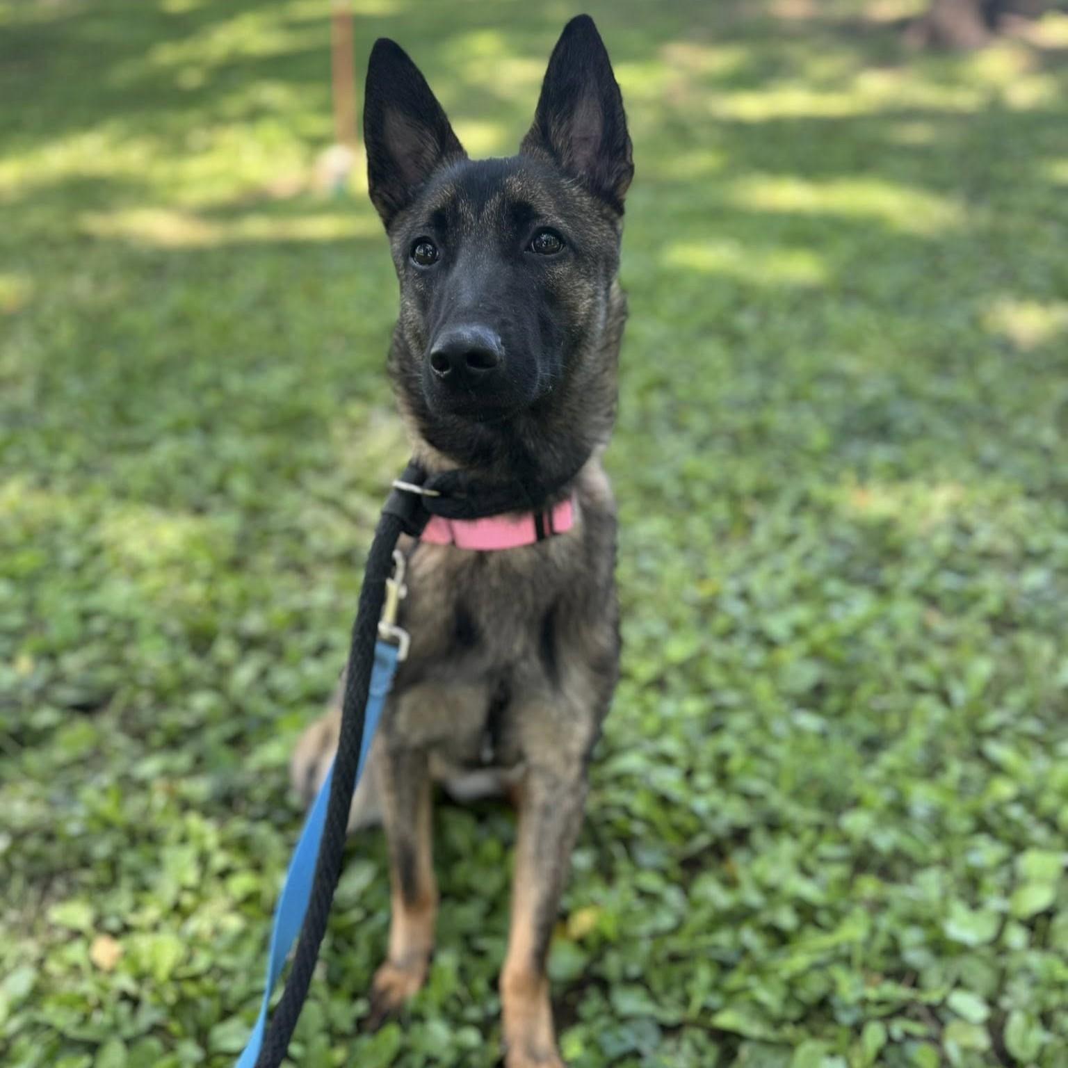 Leia