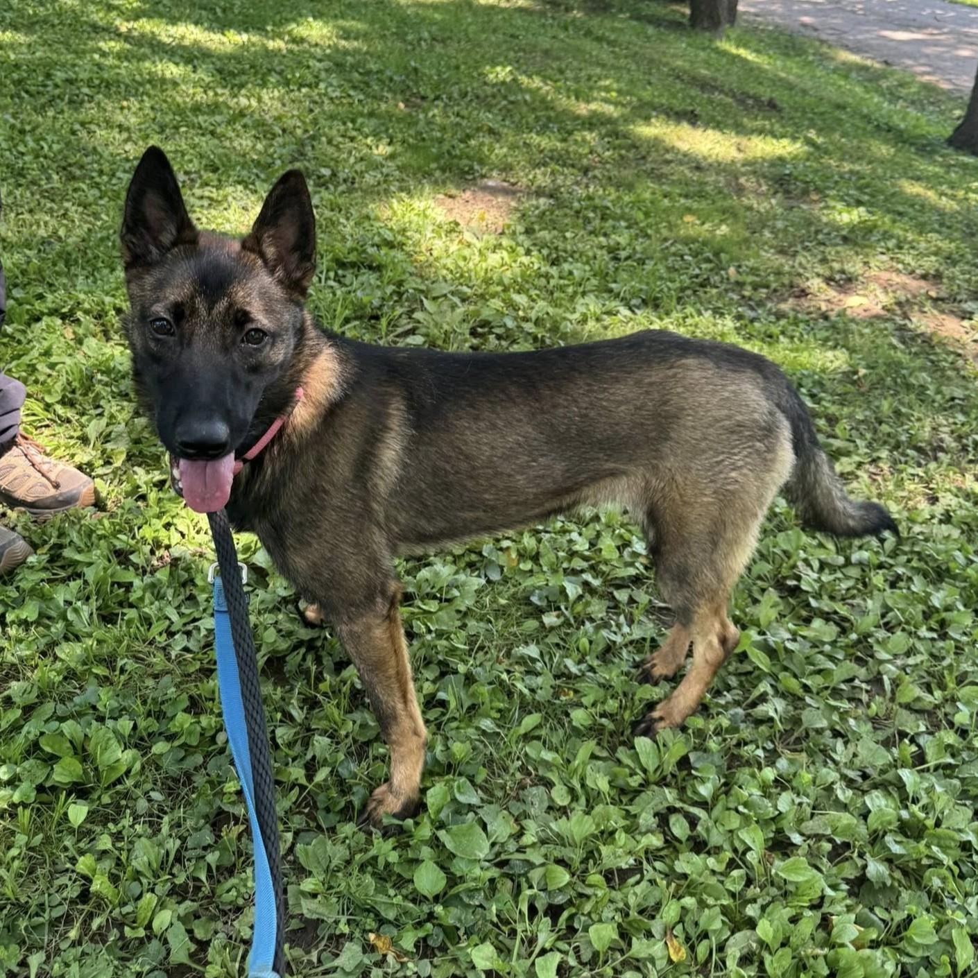 Leia