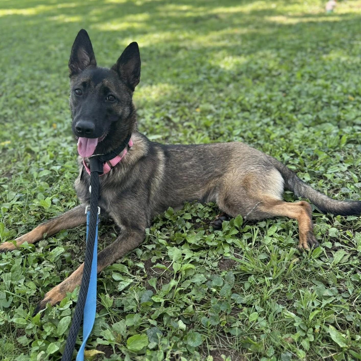 Leia
