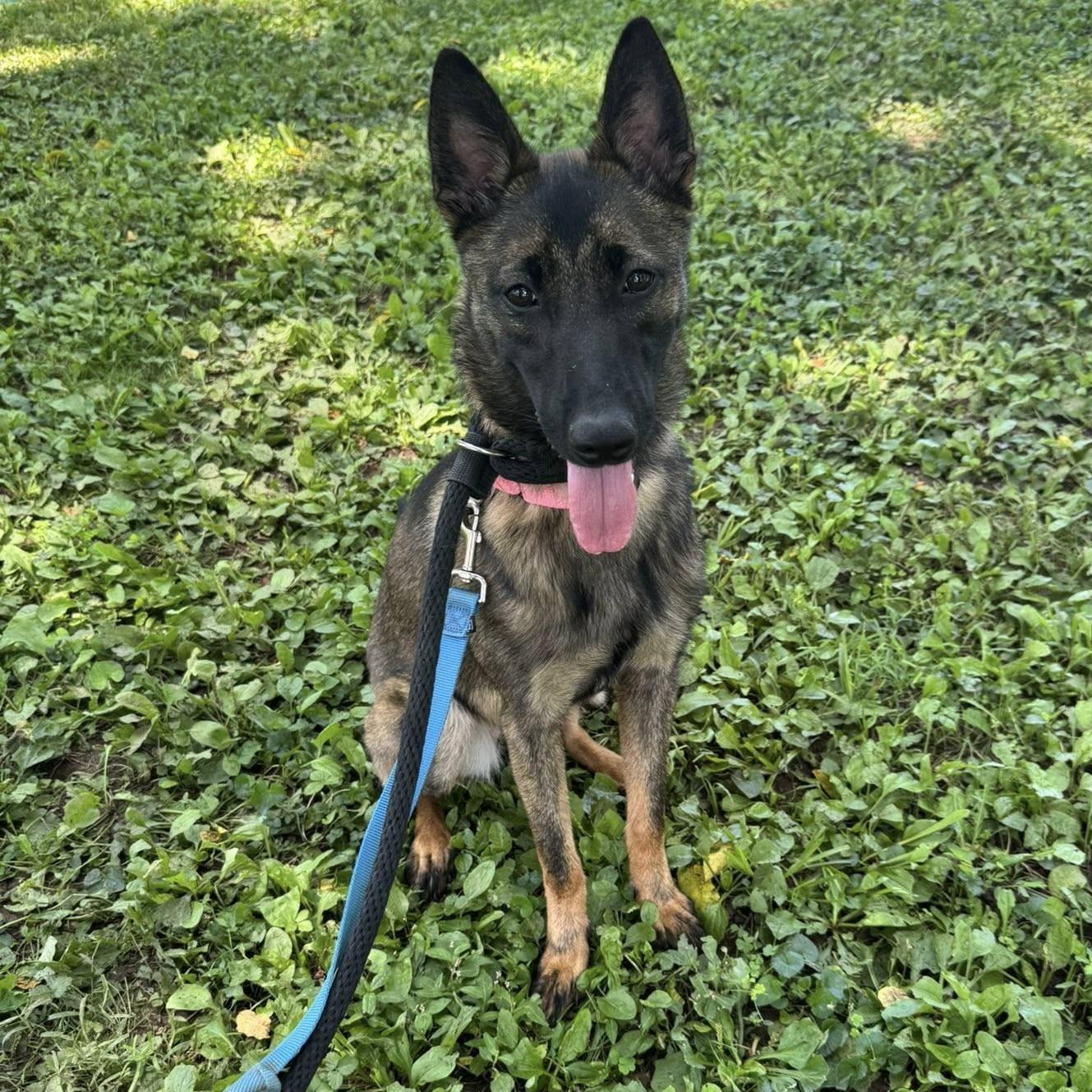 Leia