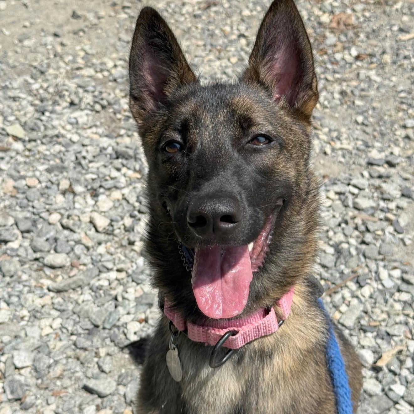Leia