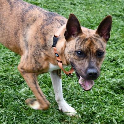 Remi, Adoptable, Young Female Terrier & Labrador Retriever.
