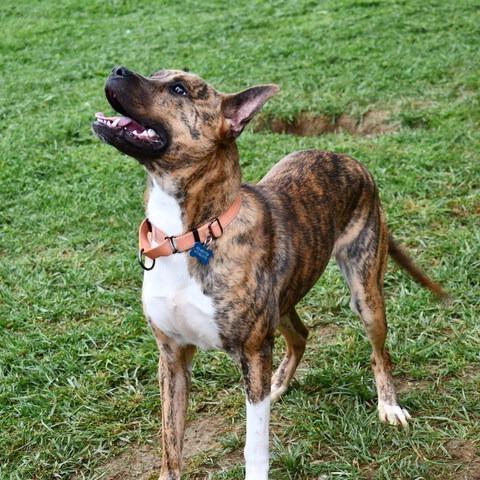 Enlarge Remi, a Adoptable mixed breed in Johnson City, TN image 2/4