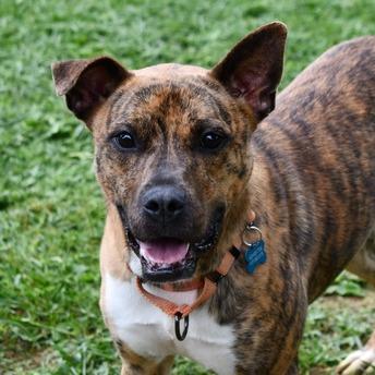 Enlarge Remi, a Adoptable mixed breed in Johnson City, TN image 3/4