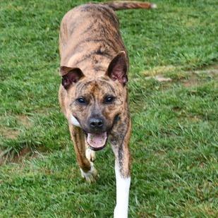 Enlarge Remi, a Adoptable mixed breed in Johnson City, TN image 4/4