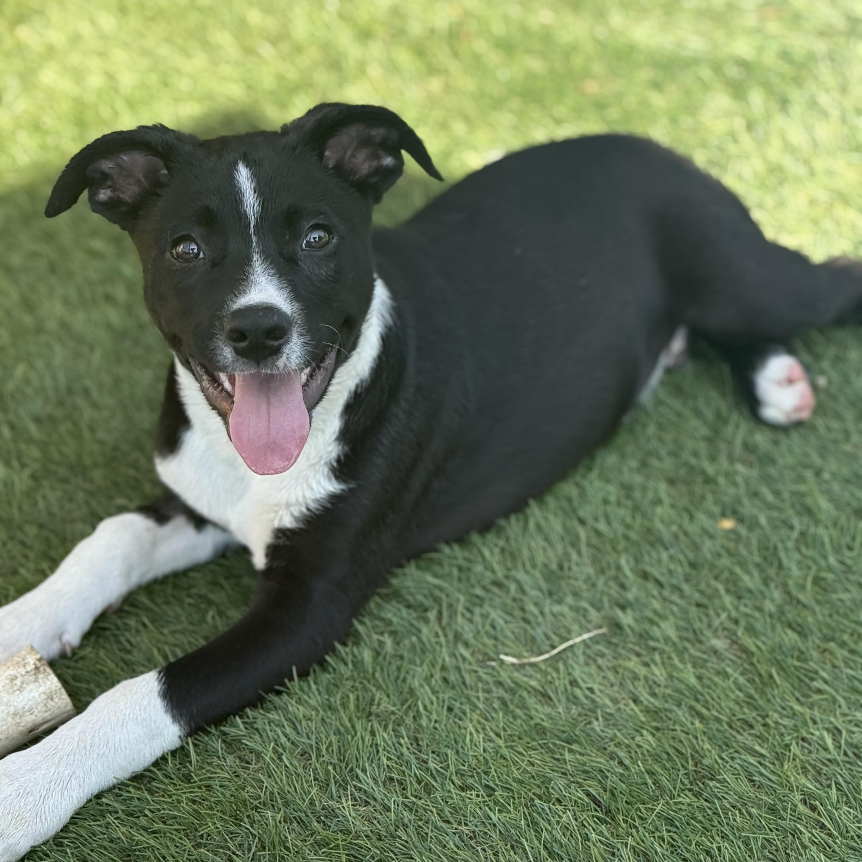 Jackson, an adopted mixed breed in Glenolden, PA image 1/6