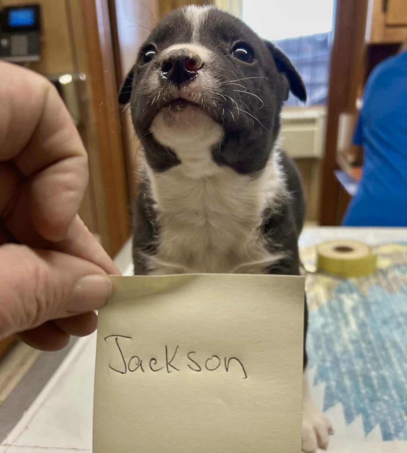 Jackson, an adopted mixed breed in Glenolden, PA image 5/6
