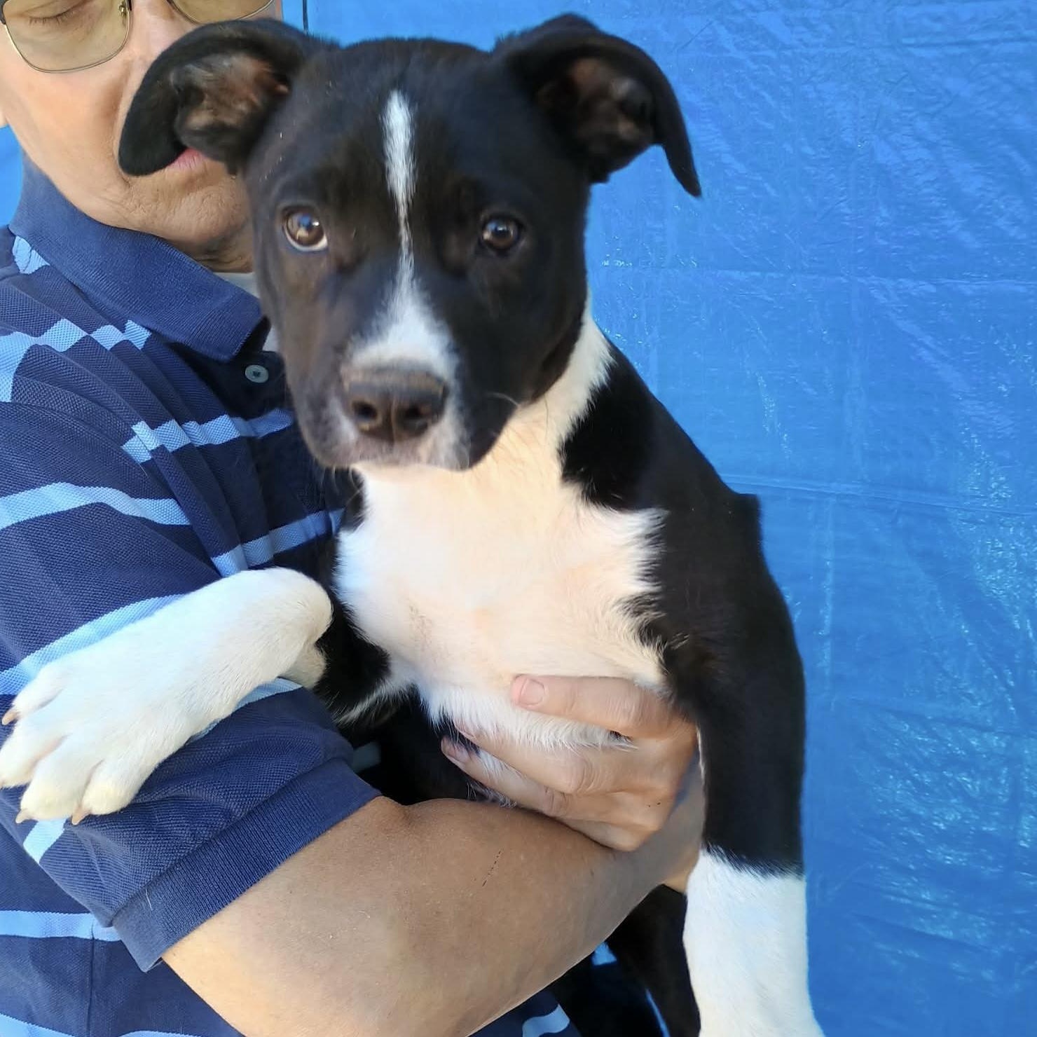 Jackson, an adopted mixed breed in Glenolden, PA image 6/6