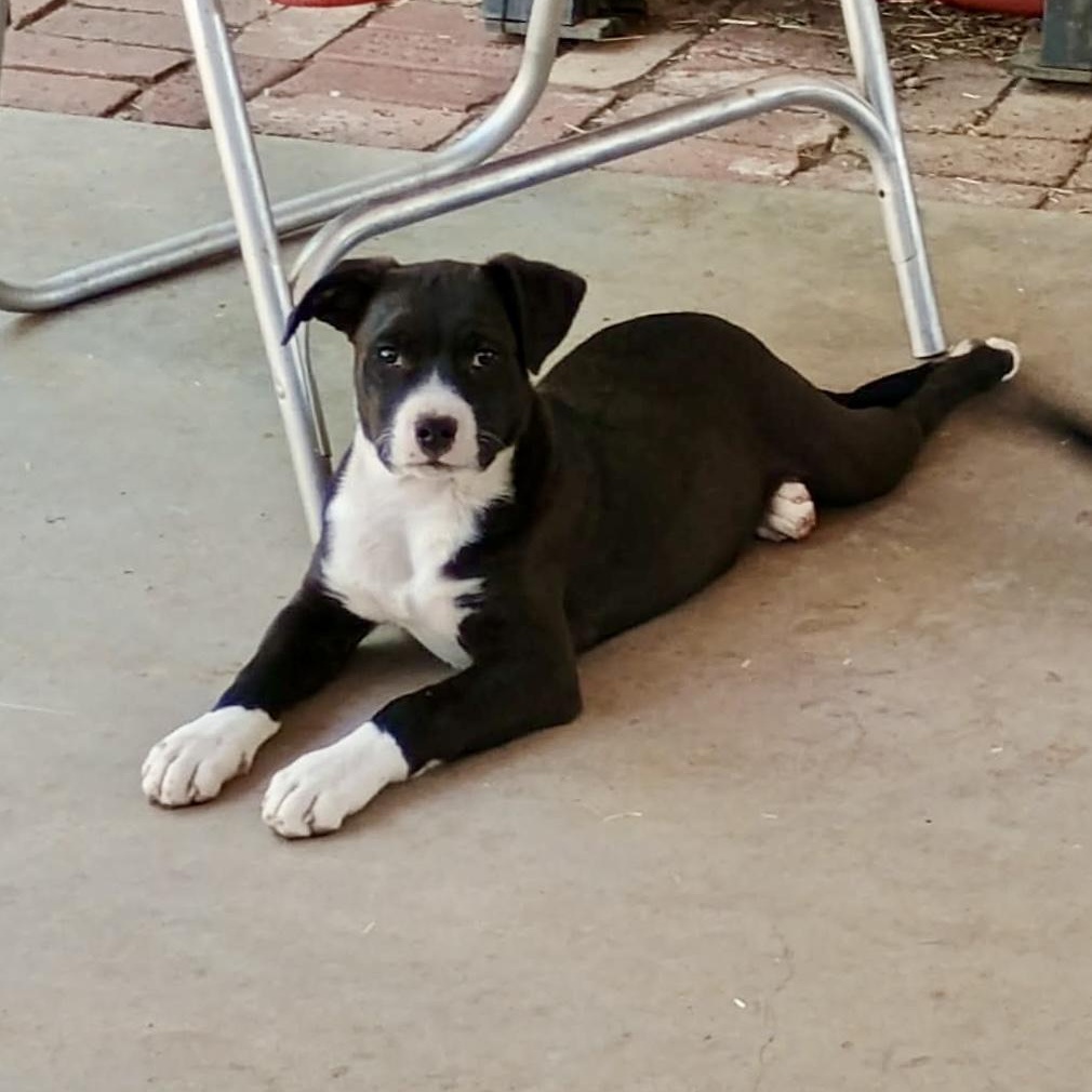 Jackson, an adopted mixed breed in Glenolden, PA image 4/6