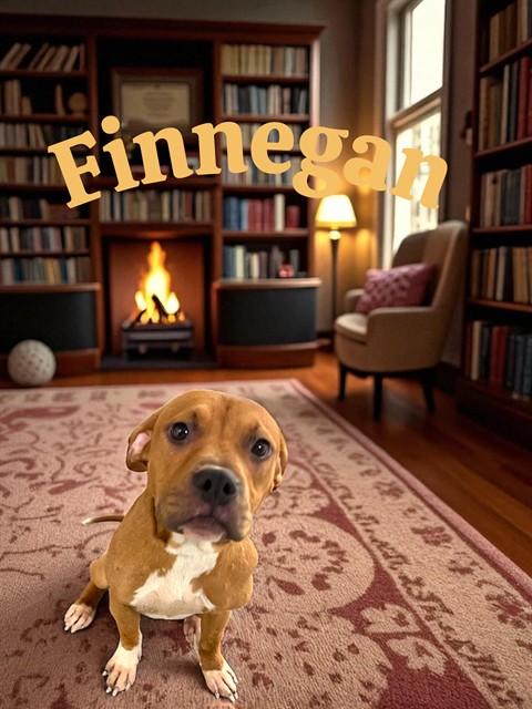 Enlarge FINNEGAN, a Adoptable Pit Bull Terrier in Bloomington, IL image 1/1